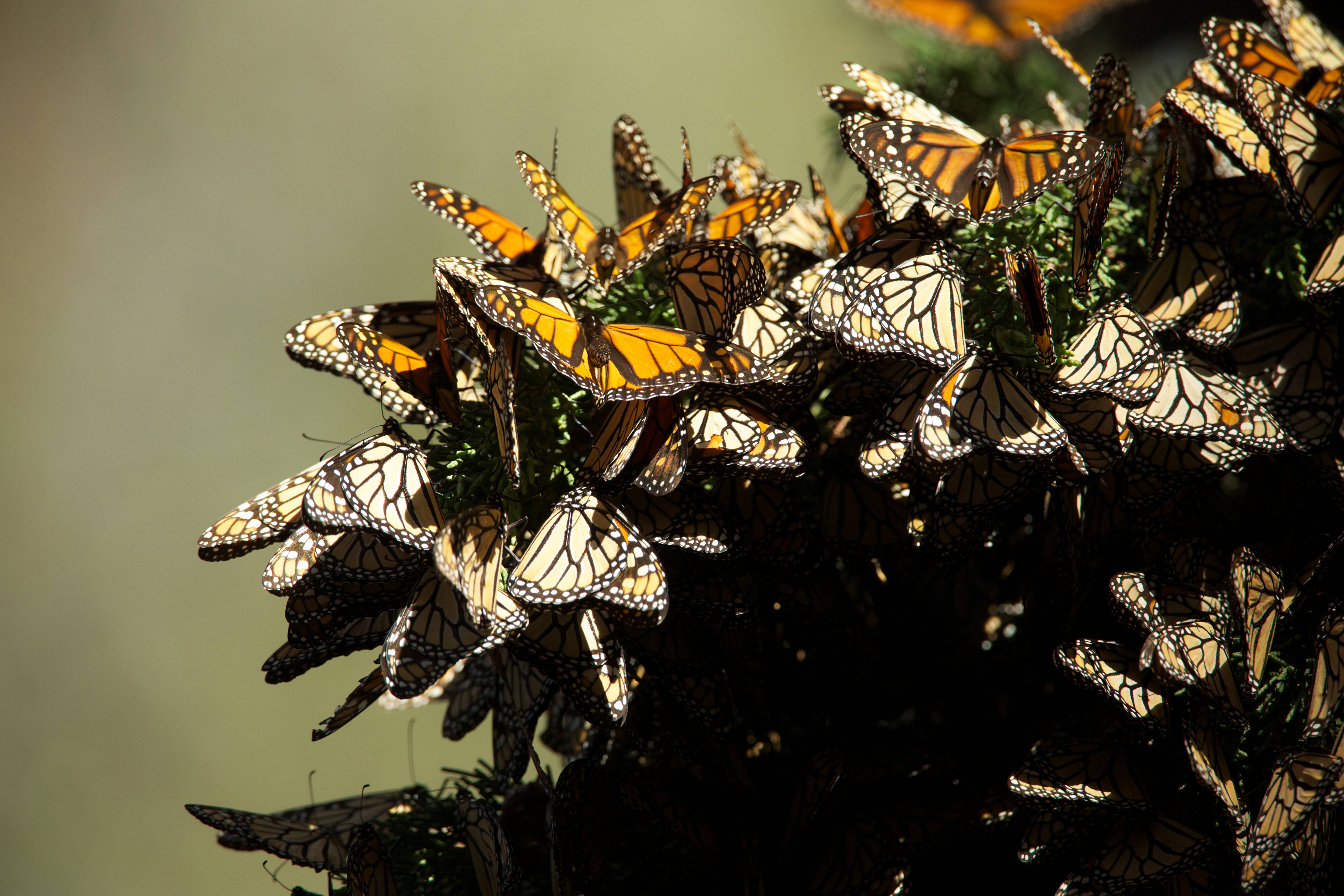 Group of butterflies photo