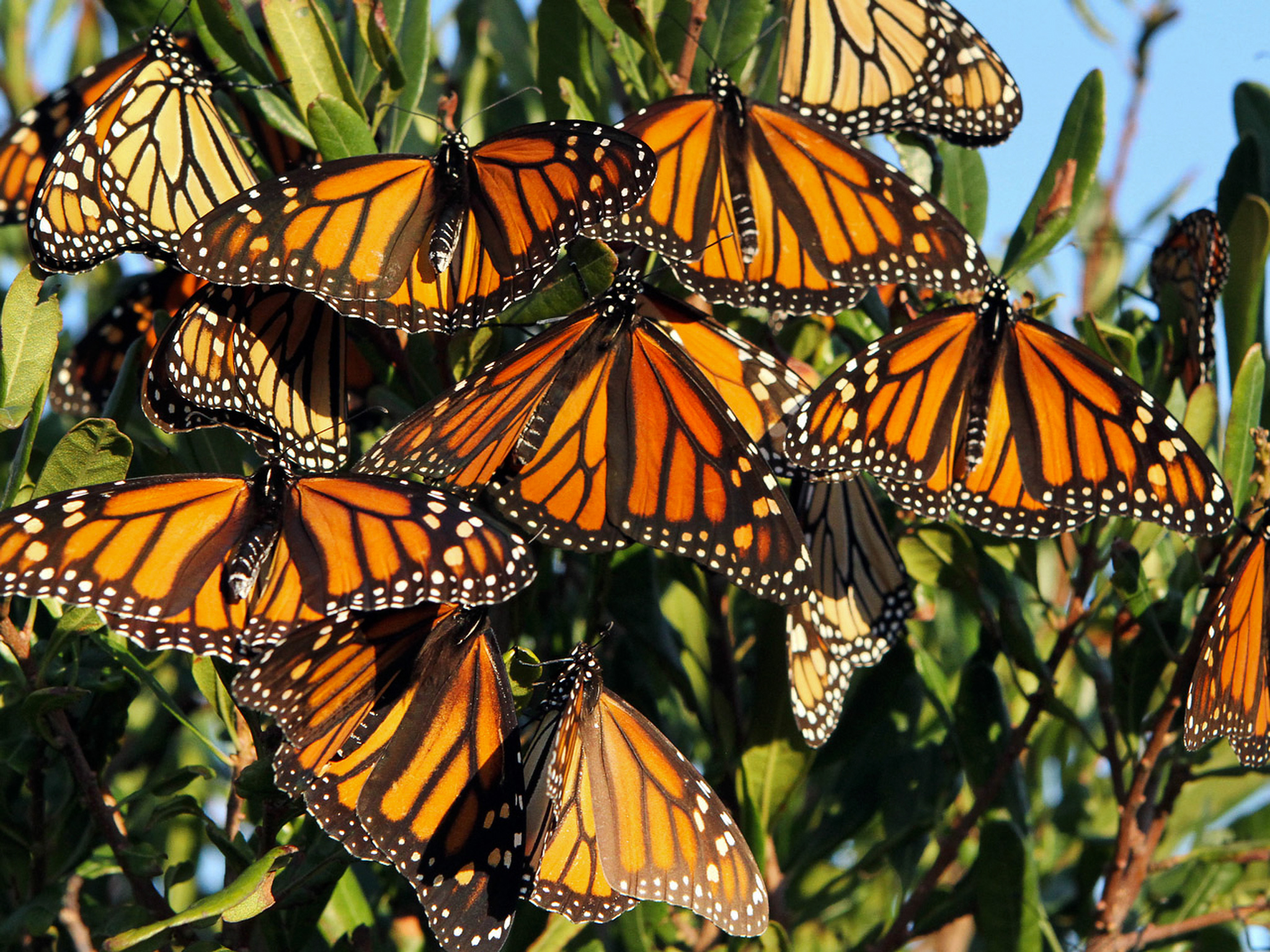 As Dwindling Monarch Butterflies Make Their Migration, Feds Try to ...