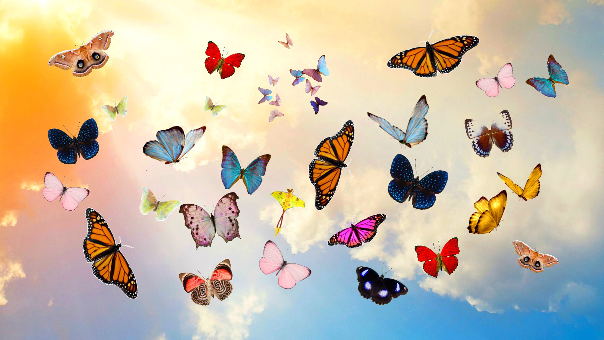 Group of butterflies flying in the sky HD wallpaper | Wallpaper Flare