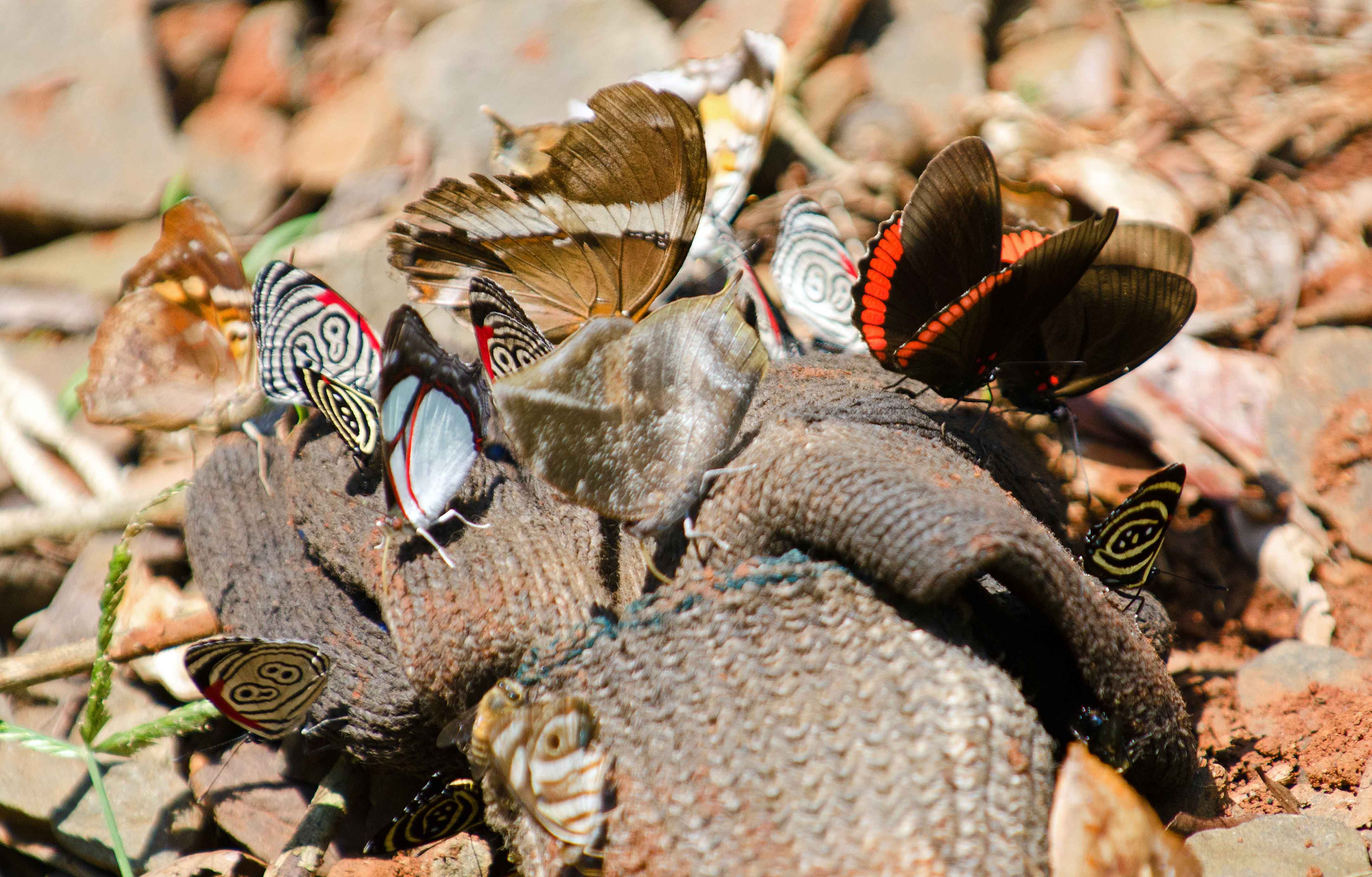 See you down the puddle! Puddling in butterflies. – Ray Cannon's ...