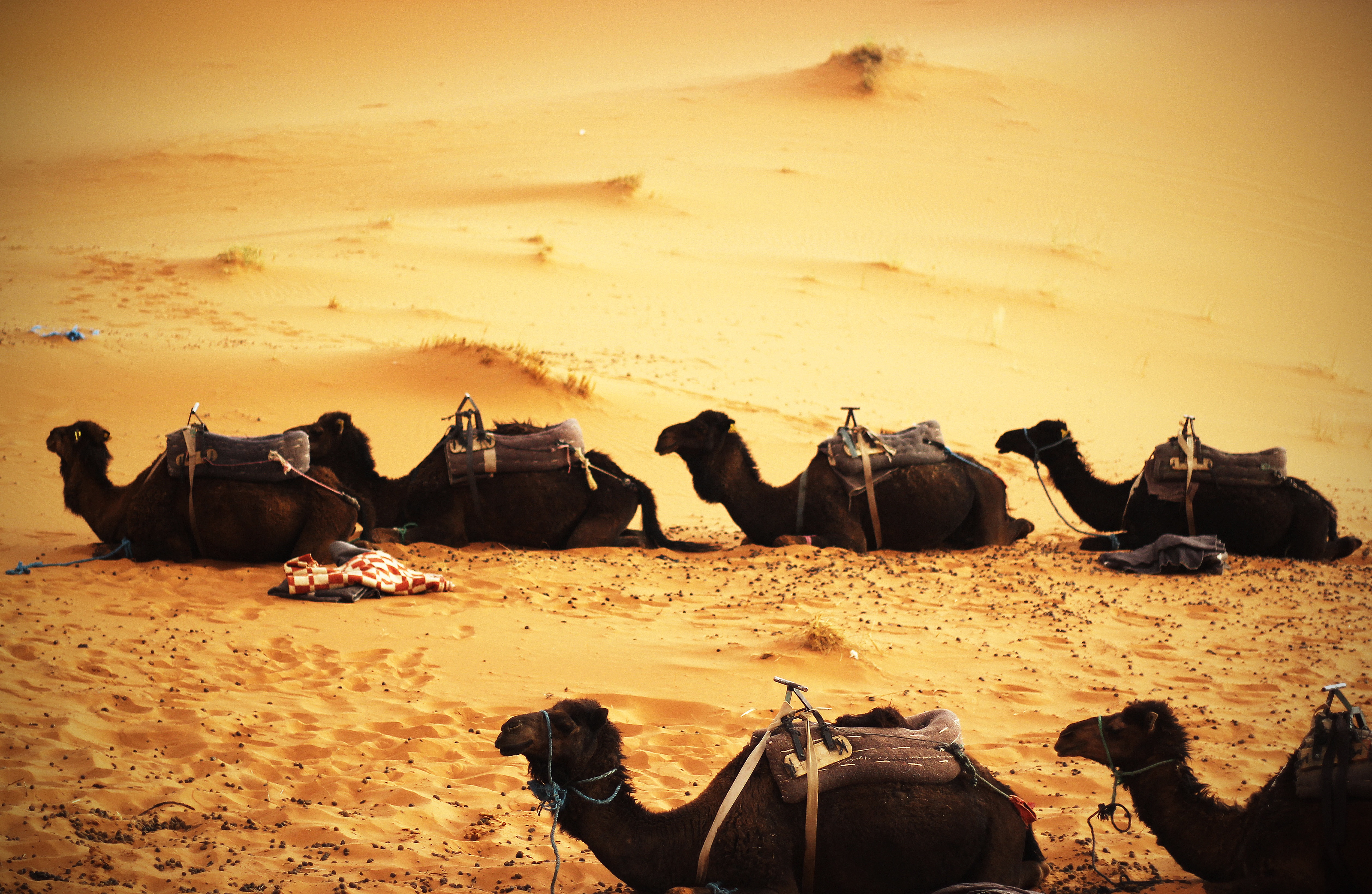 Group of camels photo
