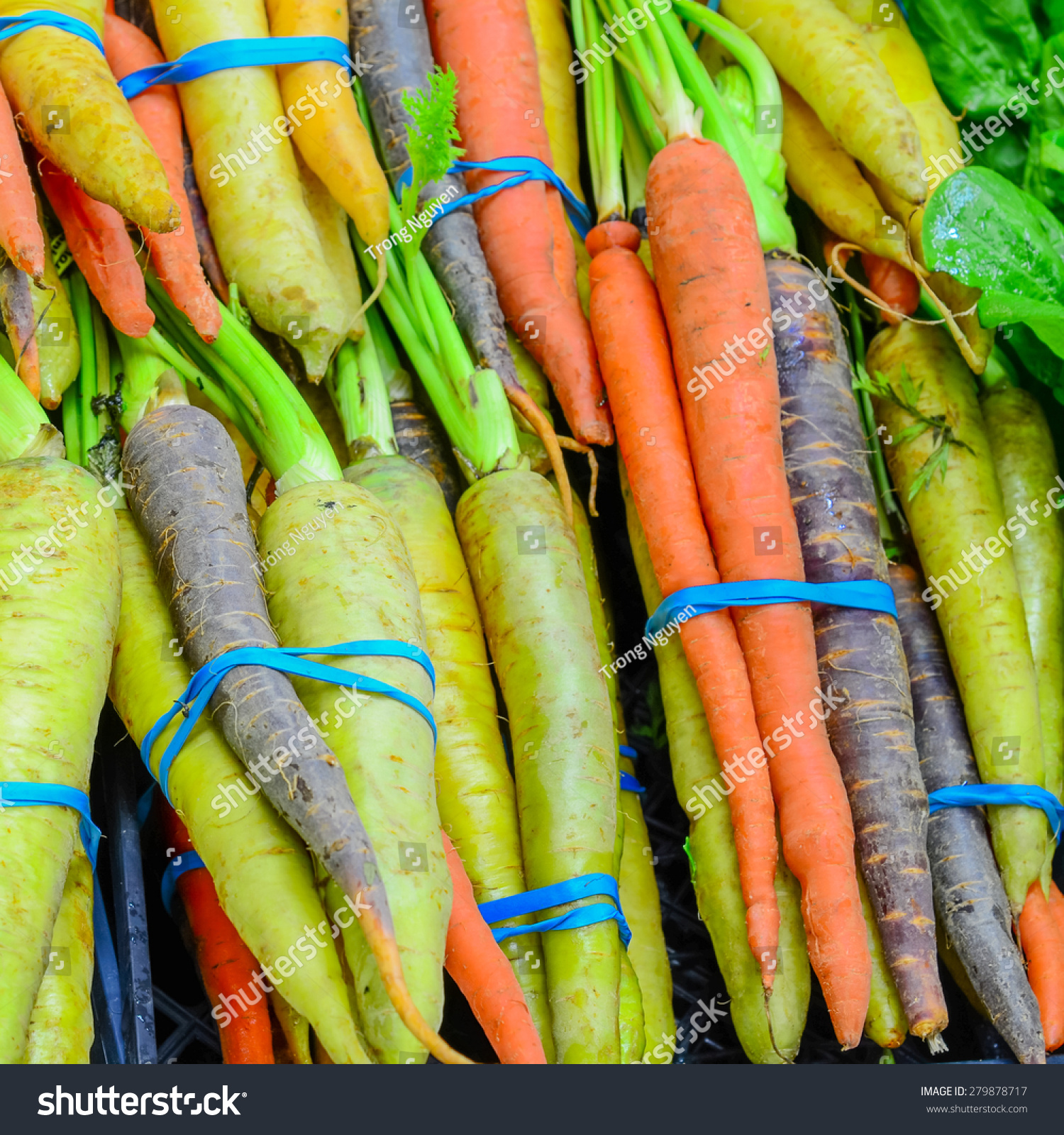 Group Fresh Organically Grown Rainbow Carrots Stock Photo (100 ...
