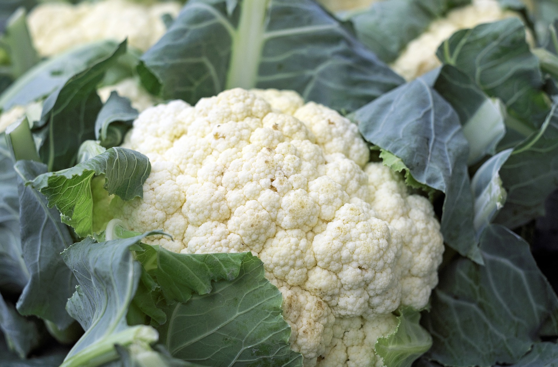 Cauliflower: Planting, Growing, and Harvesting Cauliflower Plants ...