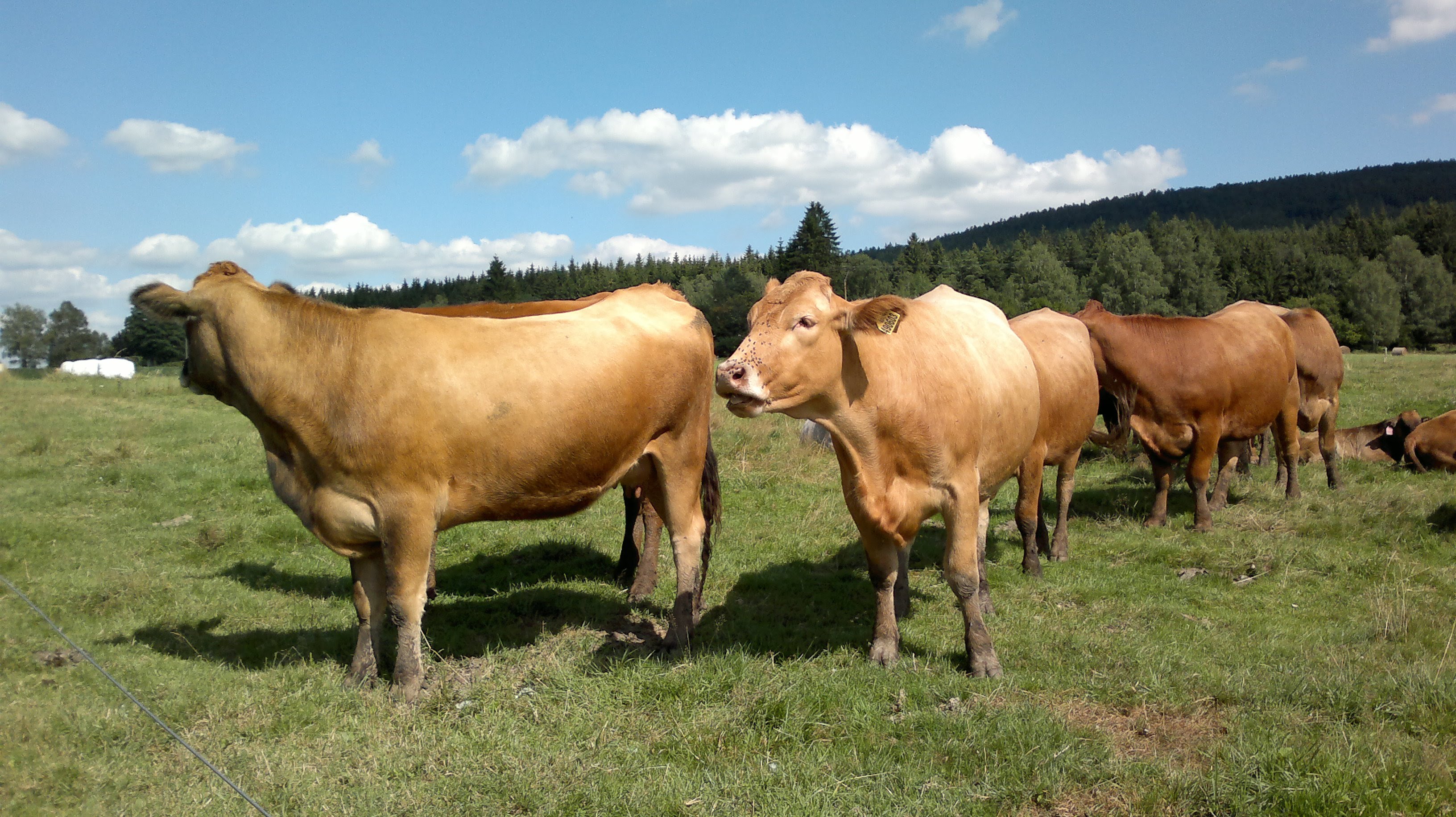 Group of cows photo