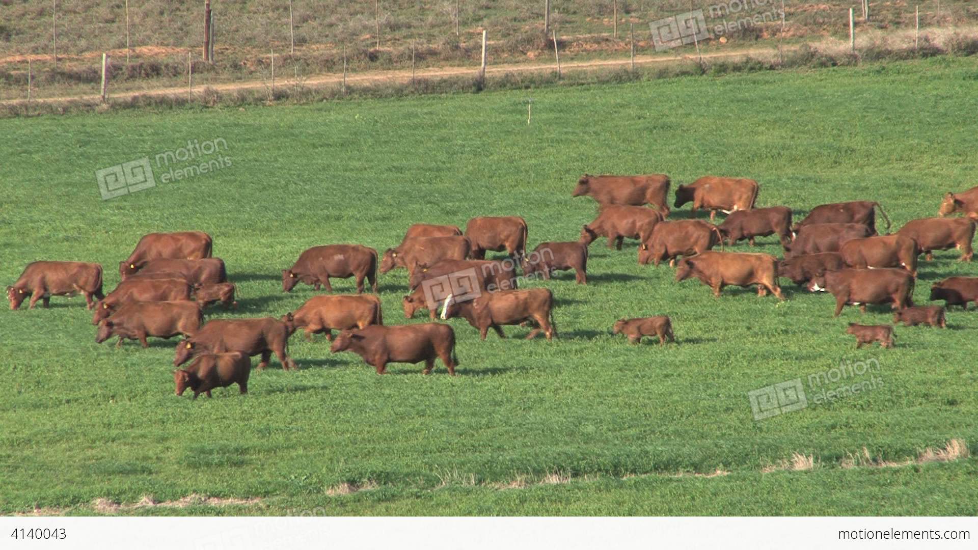 Big Group Of Cows, South Africa Stock video footage | 4140043