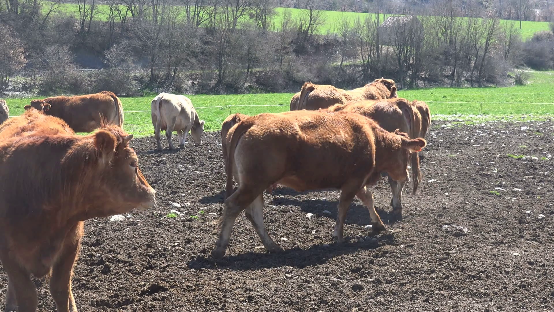 Cows Pyrenean. A group of cows to the Spanish Pyrenees Stock Video ...