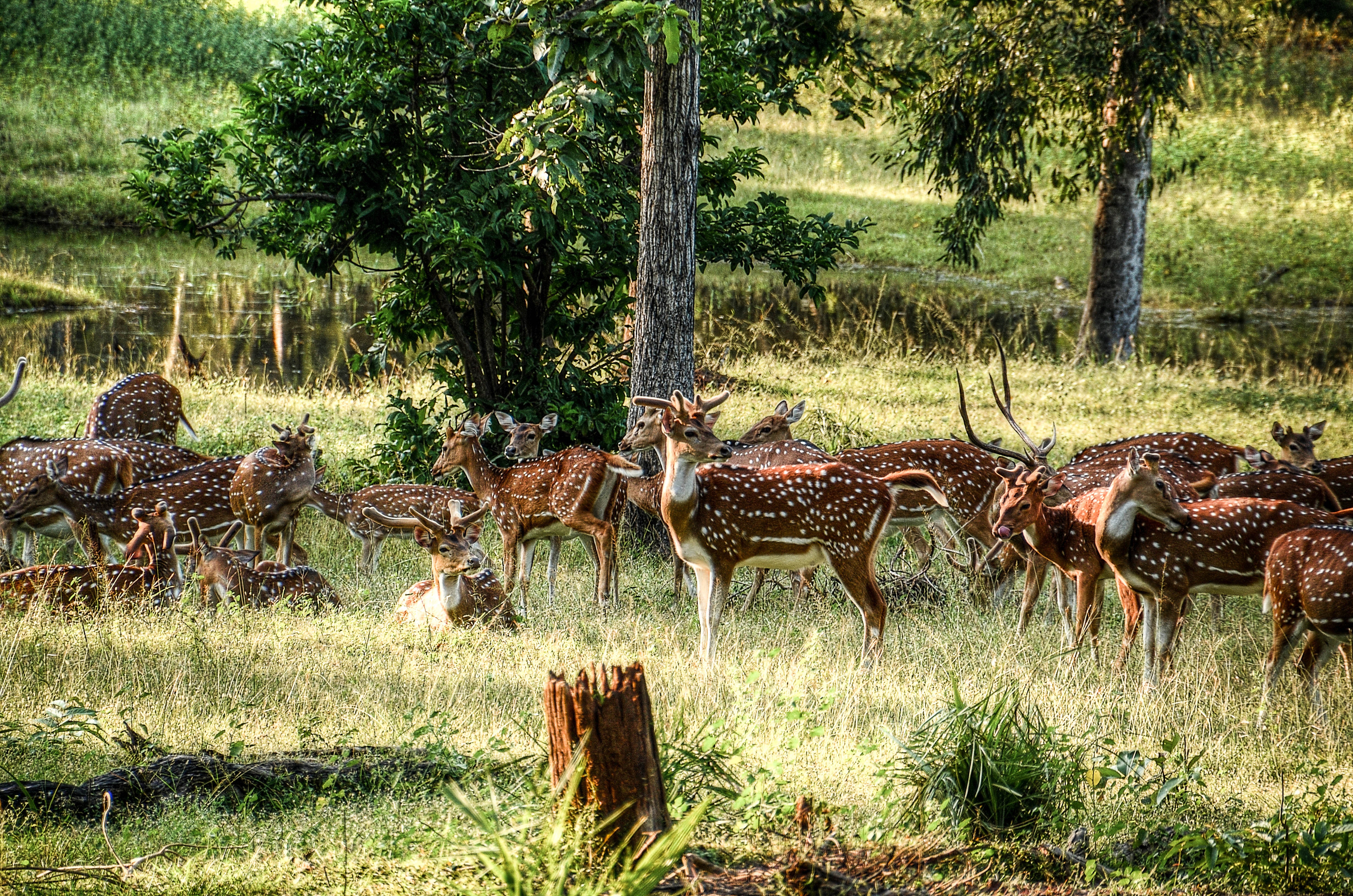 Group of deer on green field at daytime photo