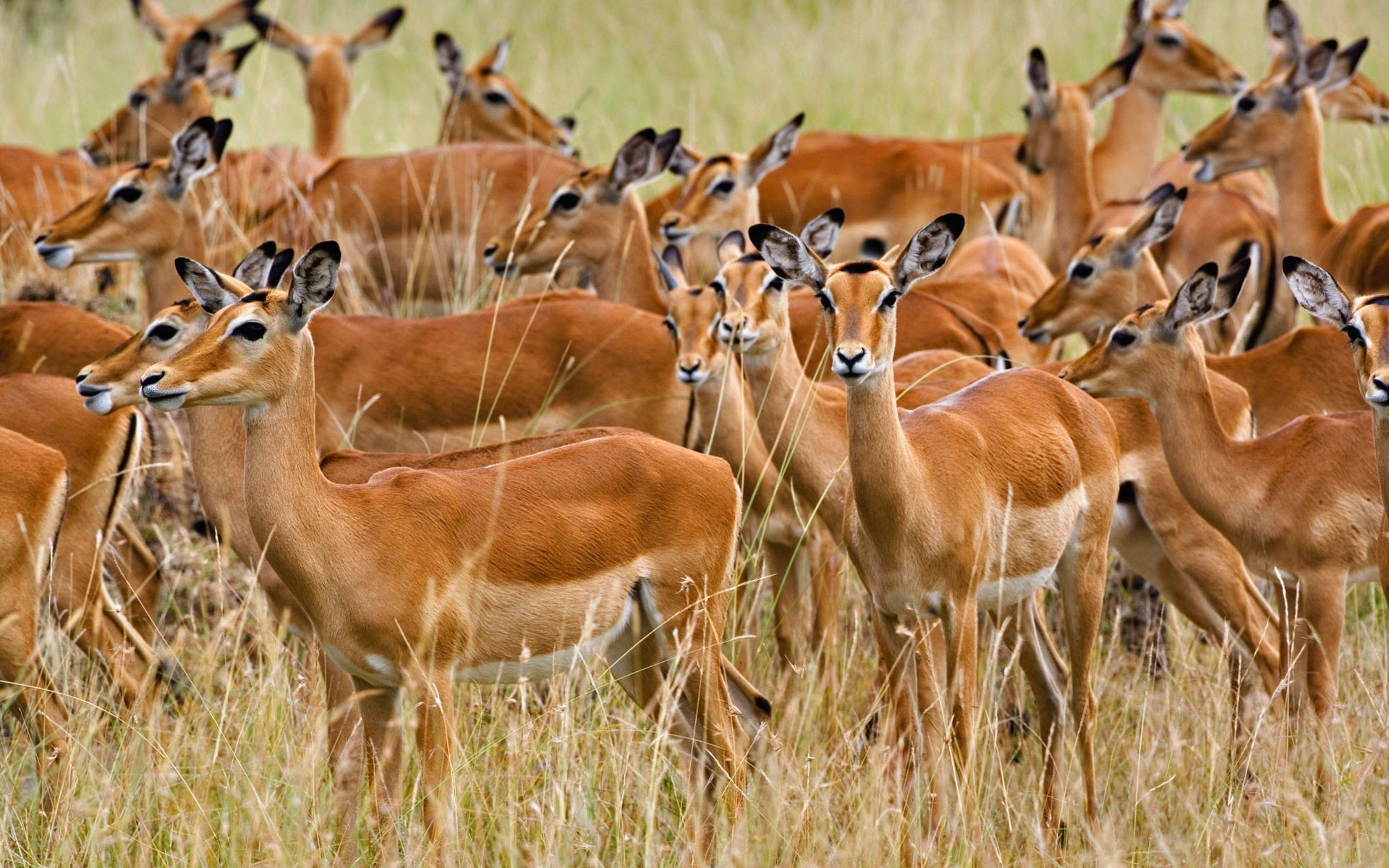 Group of Deer | HD Wallpapers