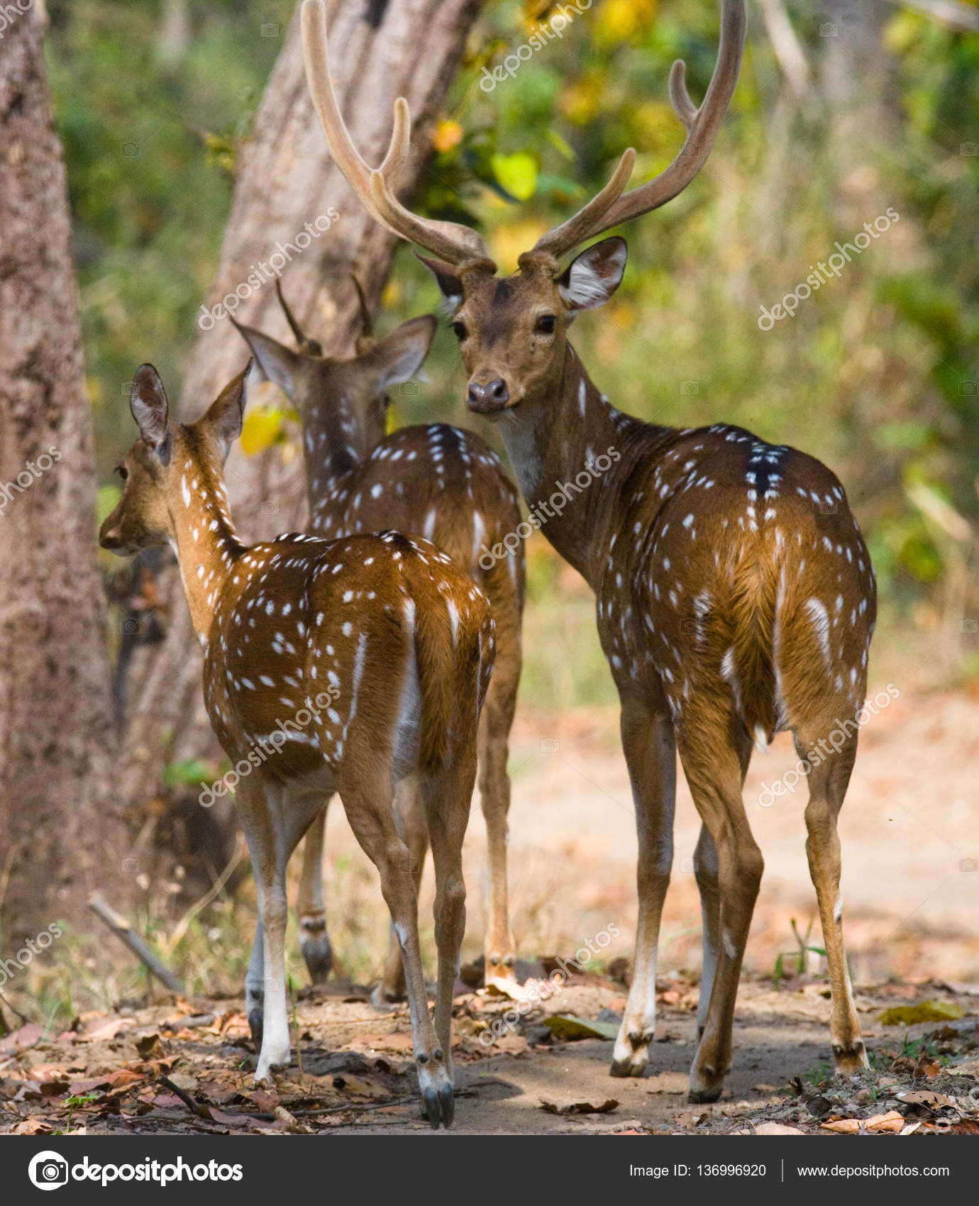 Group of deer in jungle — Stock Photo © GUDKOVANDREY #136996920