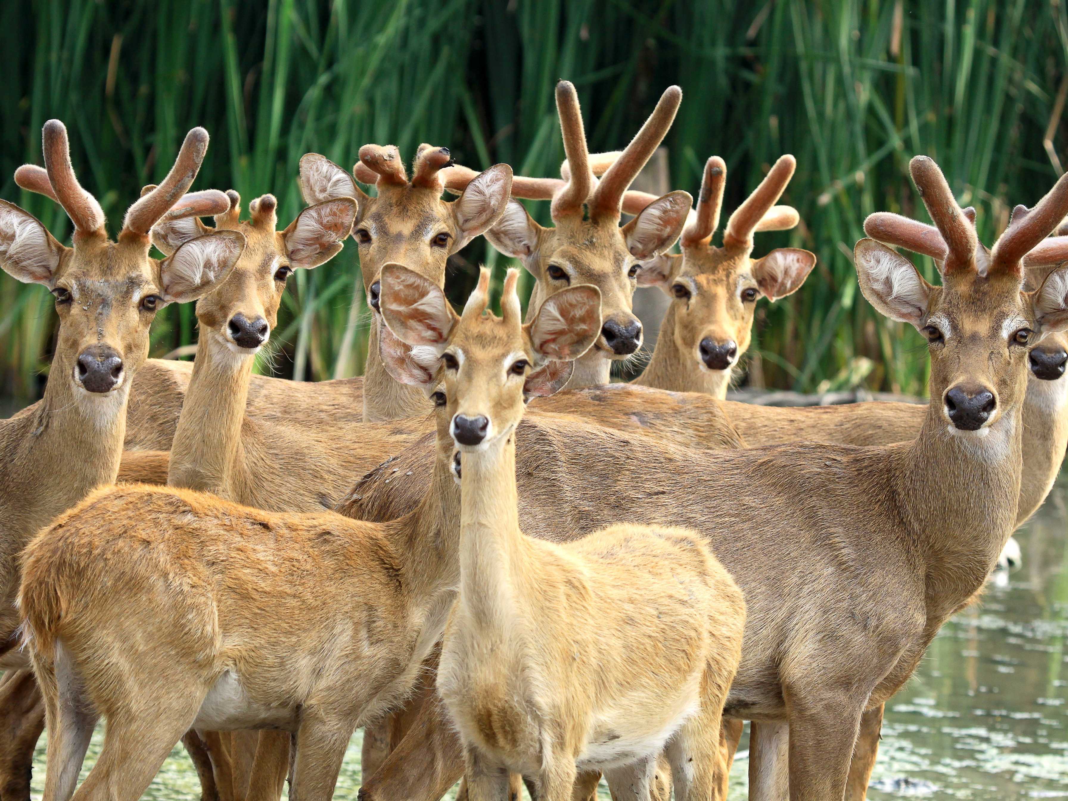 Too Much Deer Pee Changing Forests - Business Insider