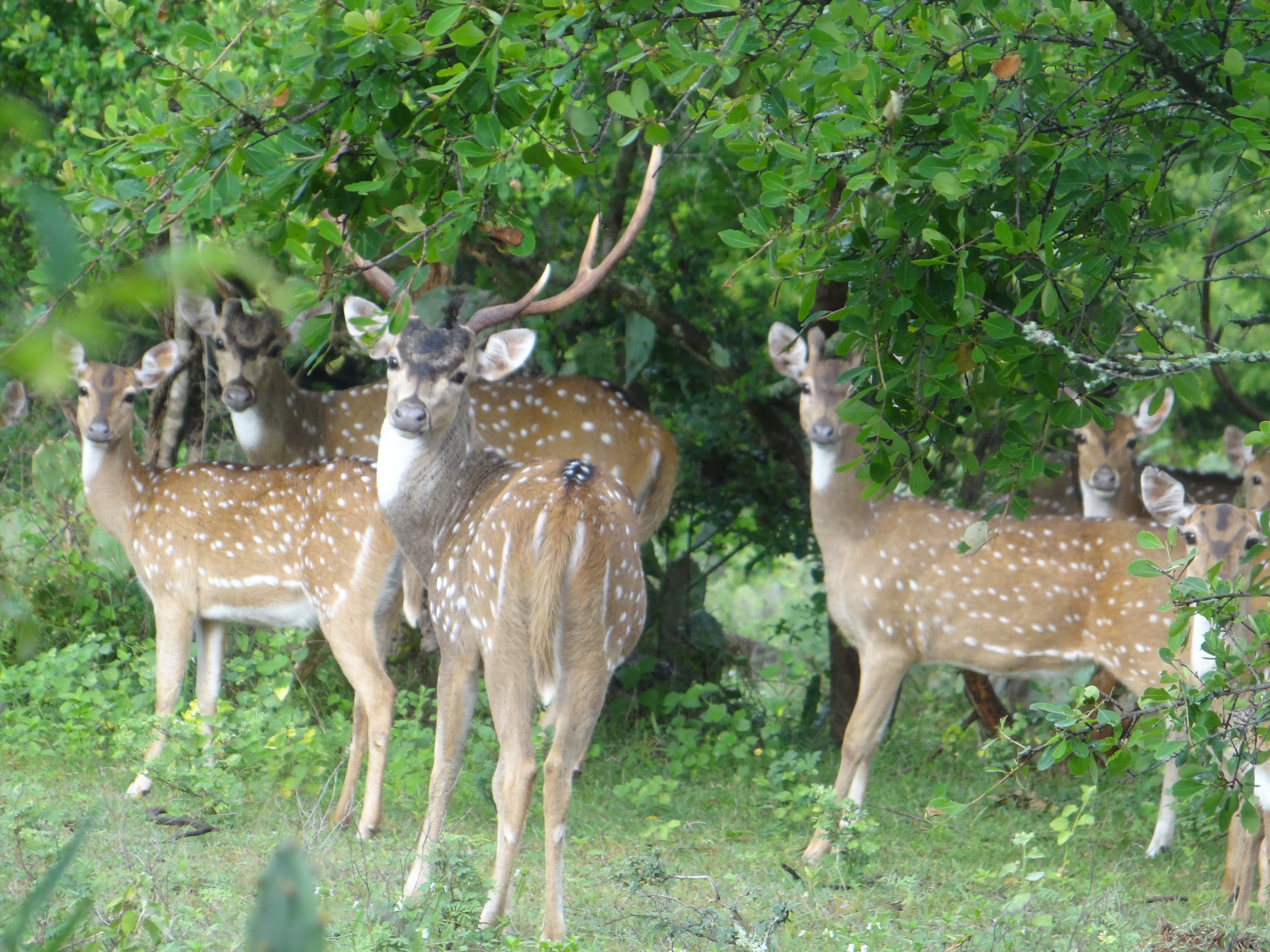 File:Group of deers.jpg - Wikimedia Commons