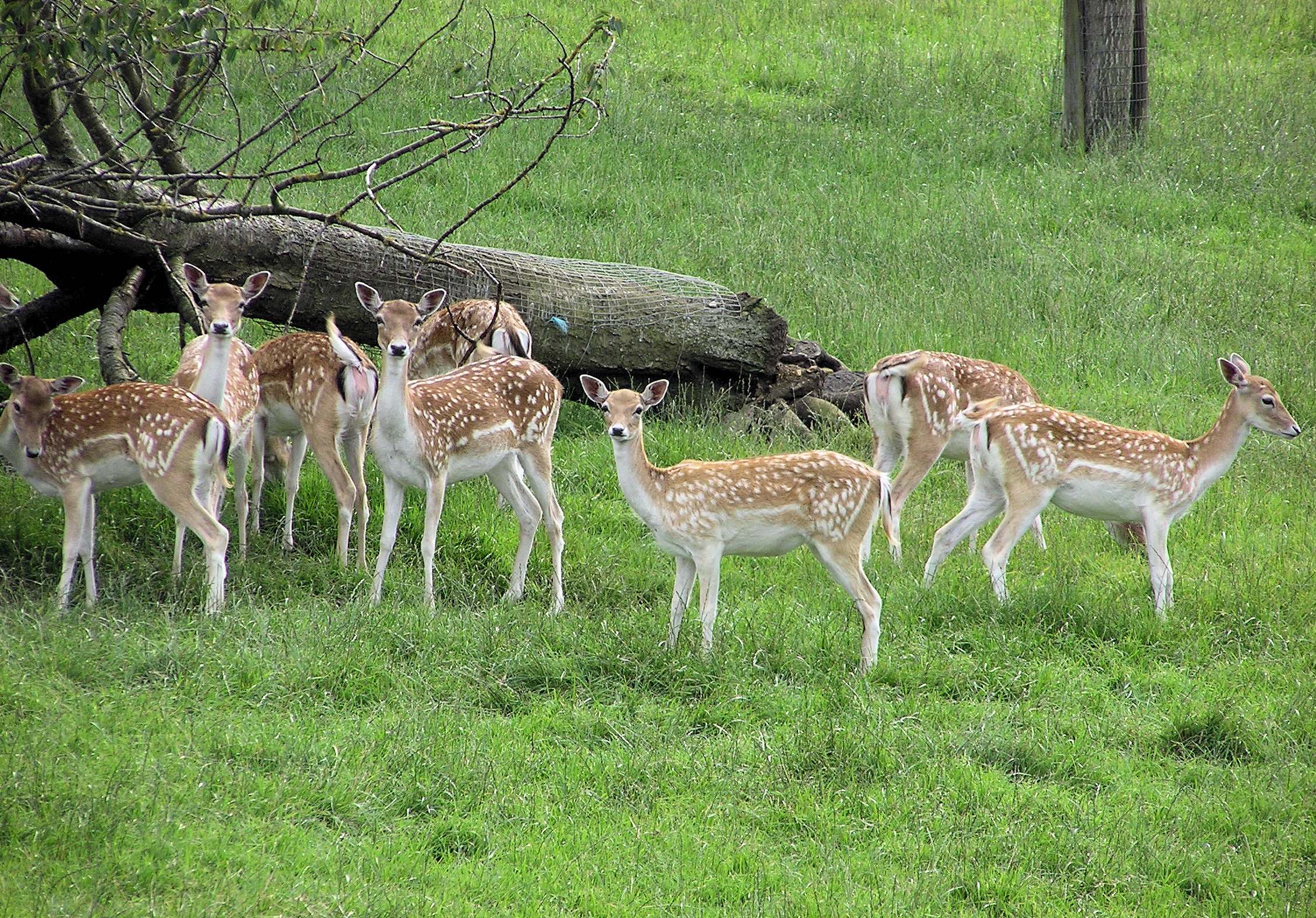 File:Fallow deer arp.jpg - Wikimedia Commons