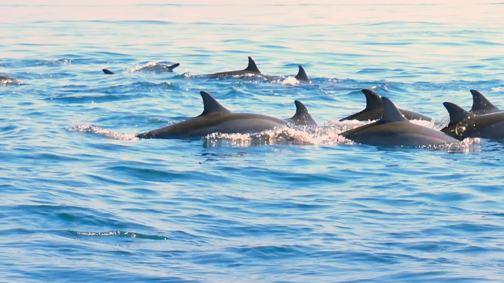 Group of wild dolphins swimming in open sea near coast of Sri Lanka ...