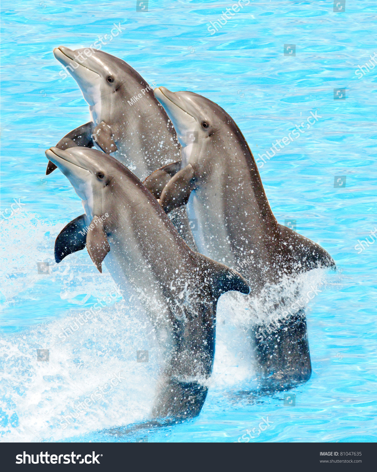 Group Bottlenose Dolphins Performing Tail Stand Stock Photo 81047635 ...