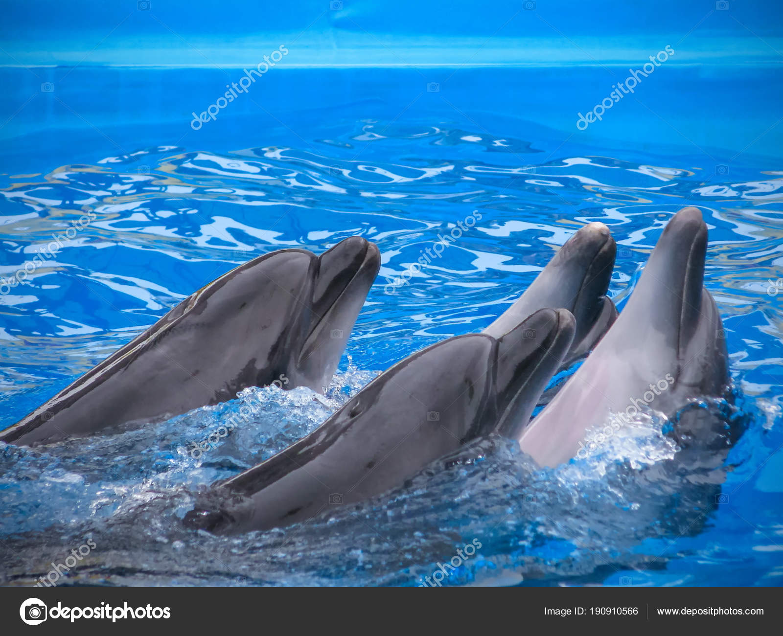 Dolphins Group Playing Blue Water — Stock Photo © bez_bretelky ...