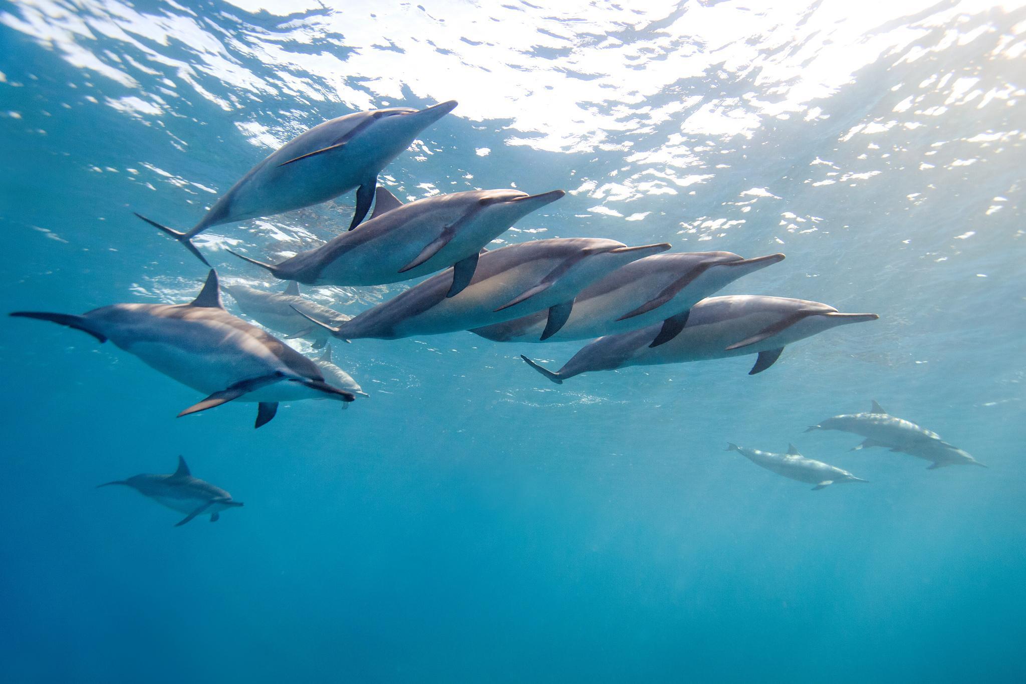 Beautiful Group Of Dolphins HD desktop wallpaper : Widescreen : High ...