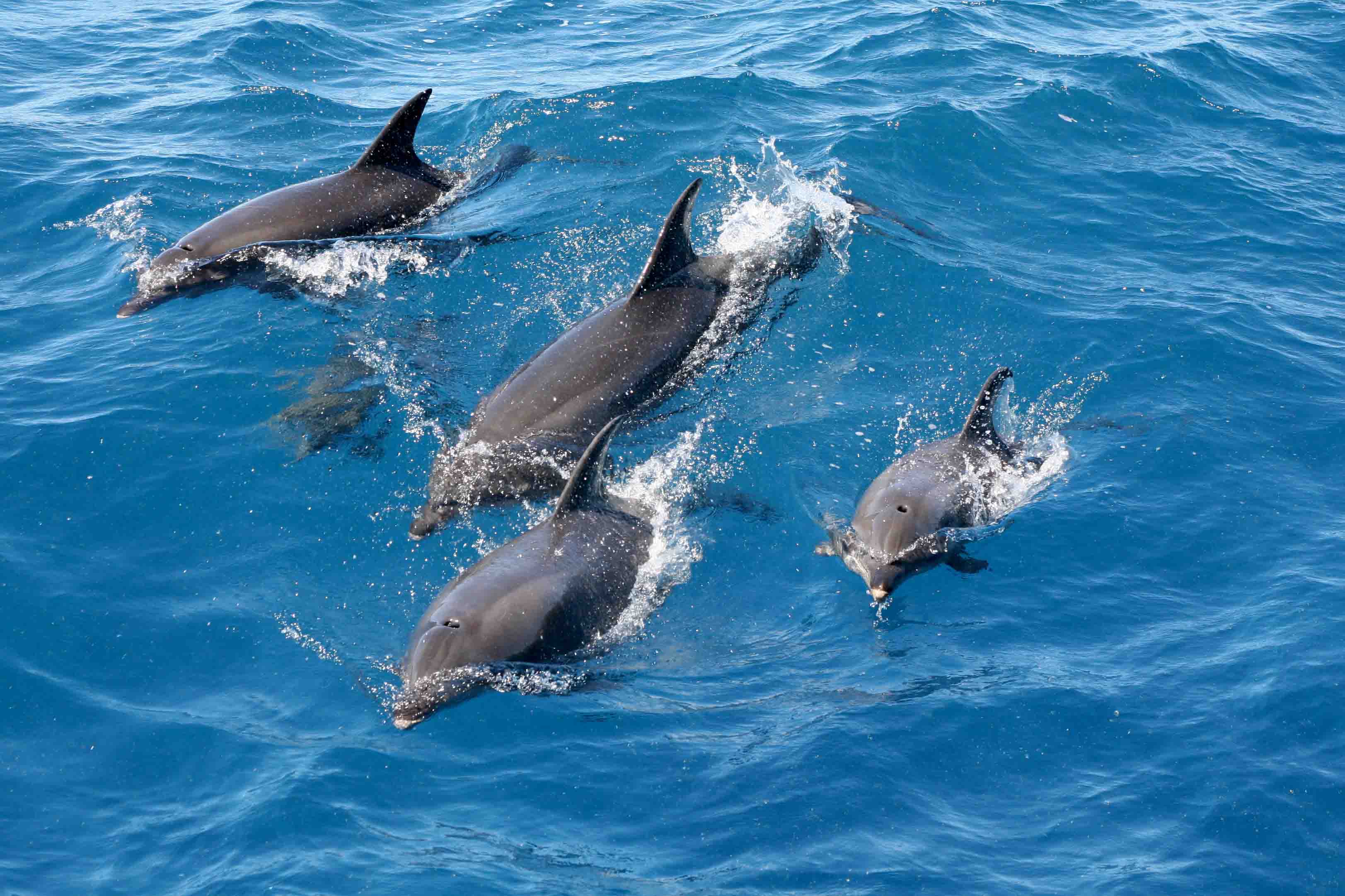 Small-CMF-Fig-4-A-group-of-dolphins-by-a-trawler-Simon-Allen ...