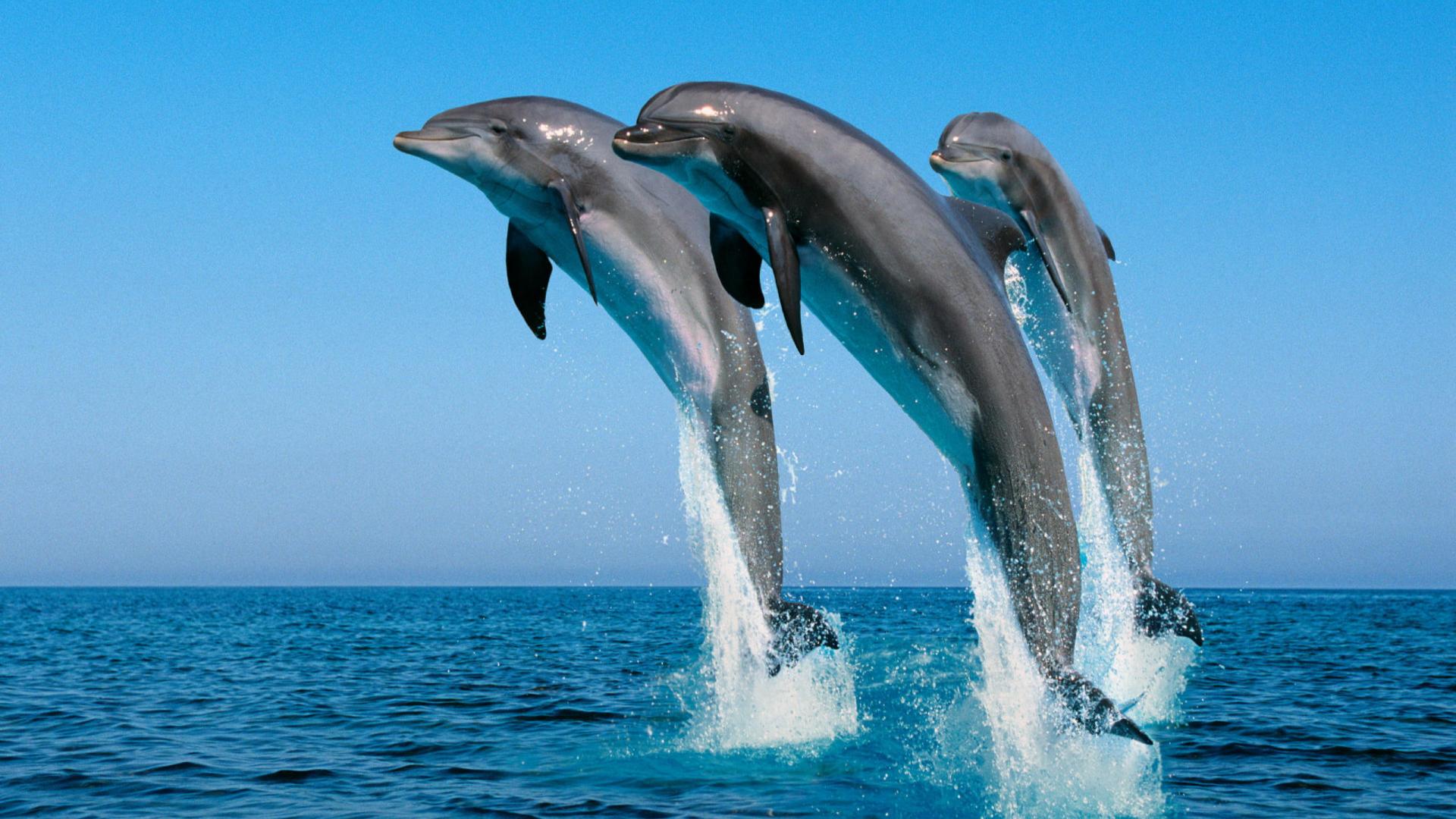 Dolphins Group wallpaper | (55459)