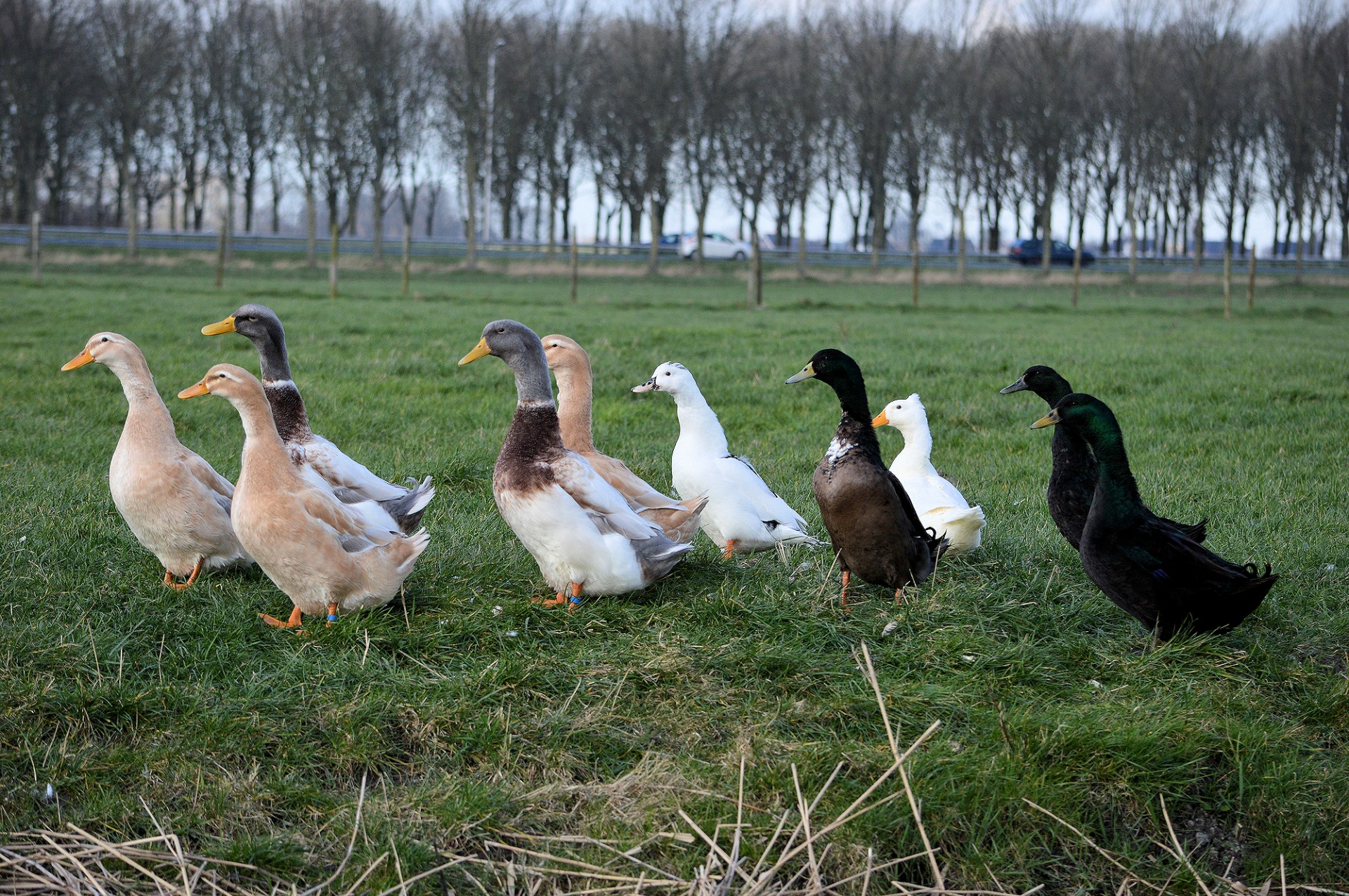 A Group Ducks Free Stock Photo - Public Domain Pictures