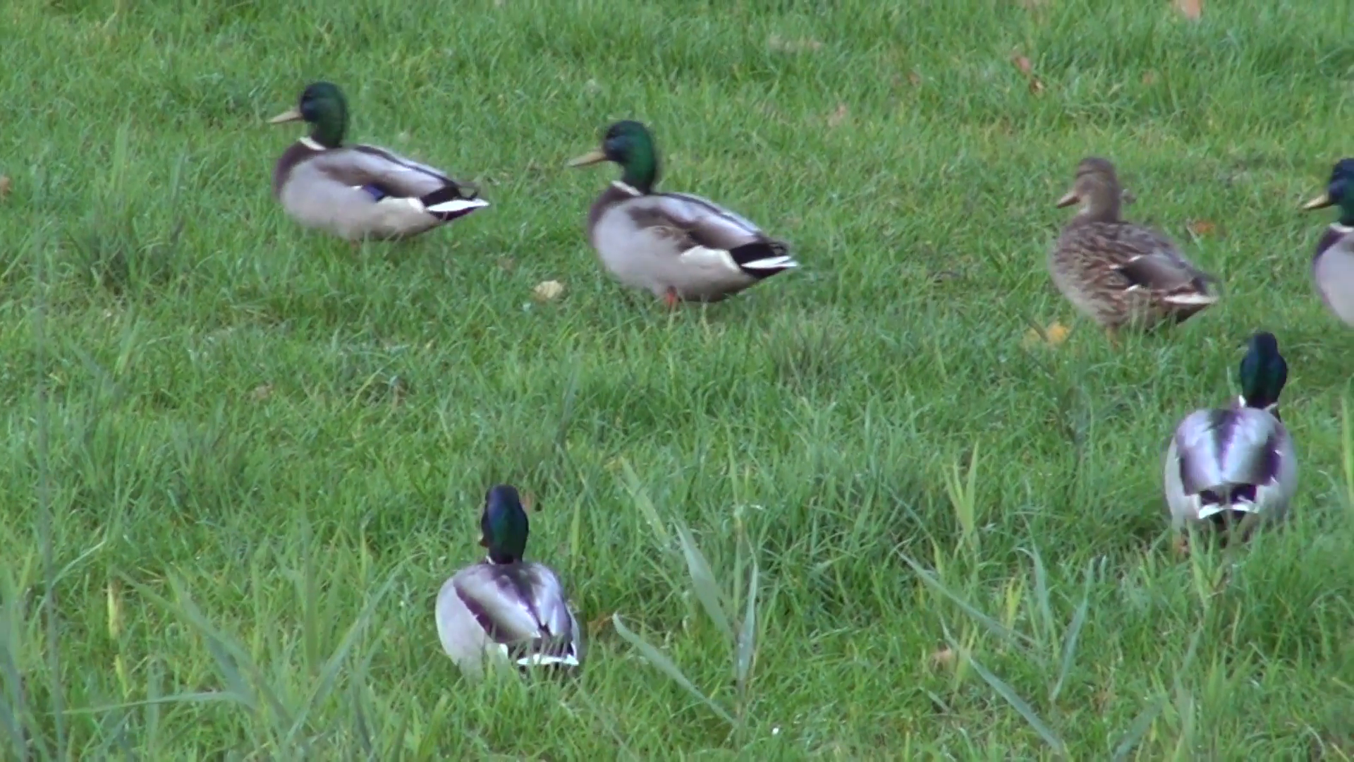 wild birds ducks group walking on green grass Stock Video Footage ...