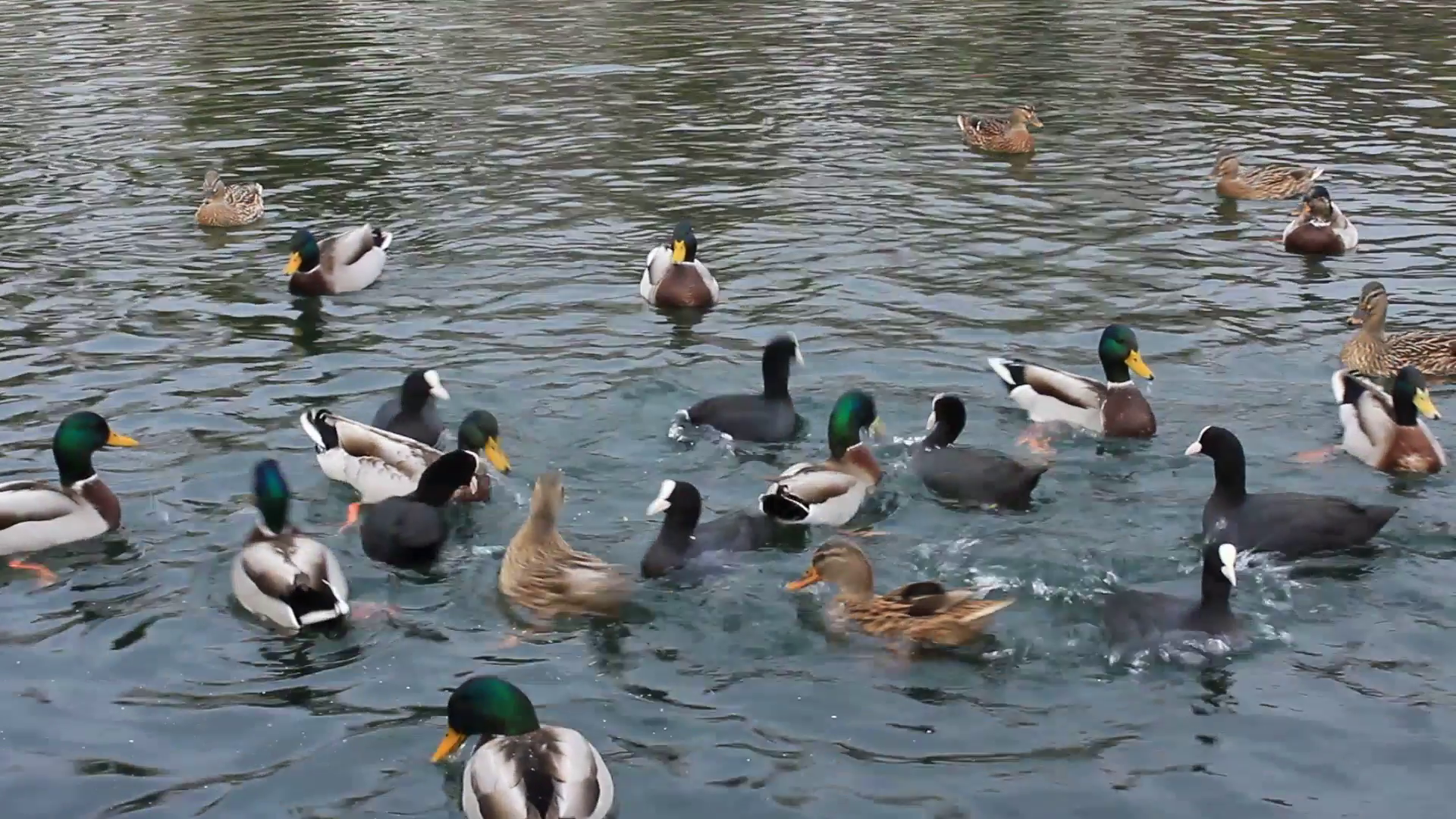 a group of ducks are eating in the lake Stock Video Footage ...