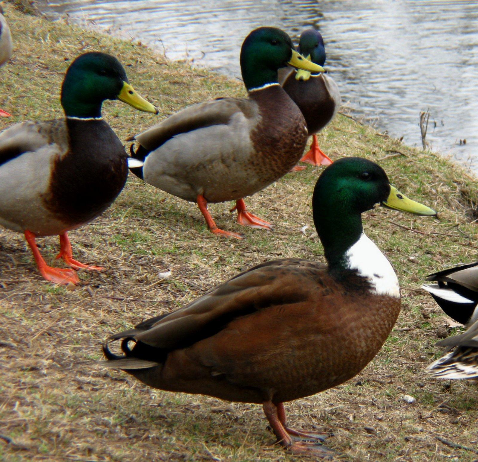 Duck Pictures, Images, Photos