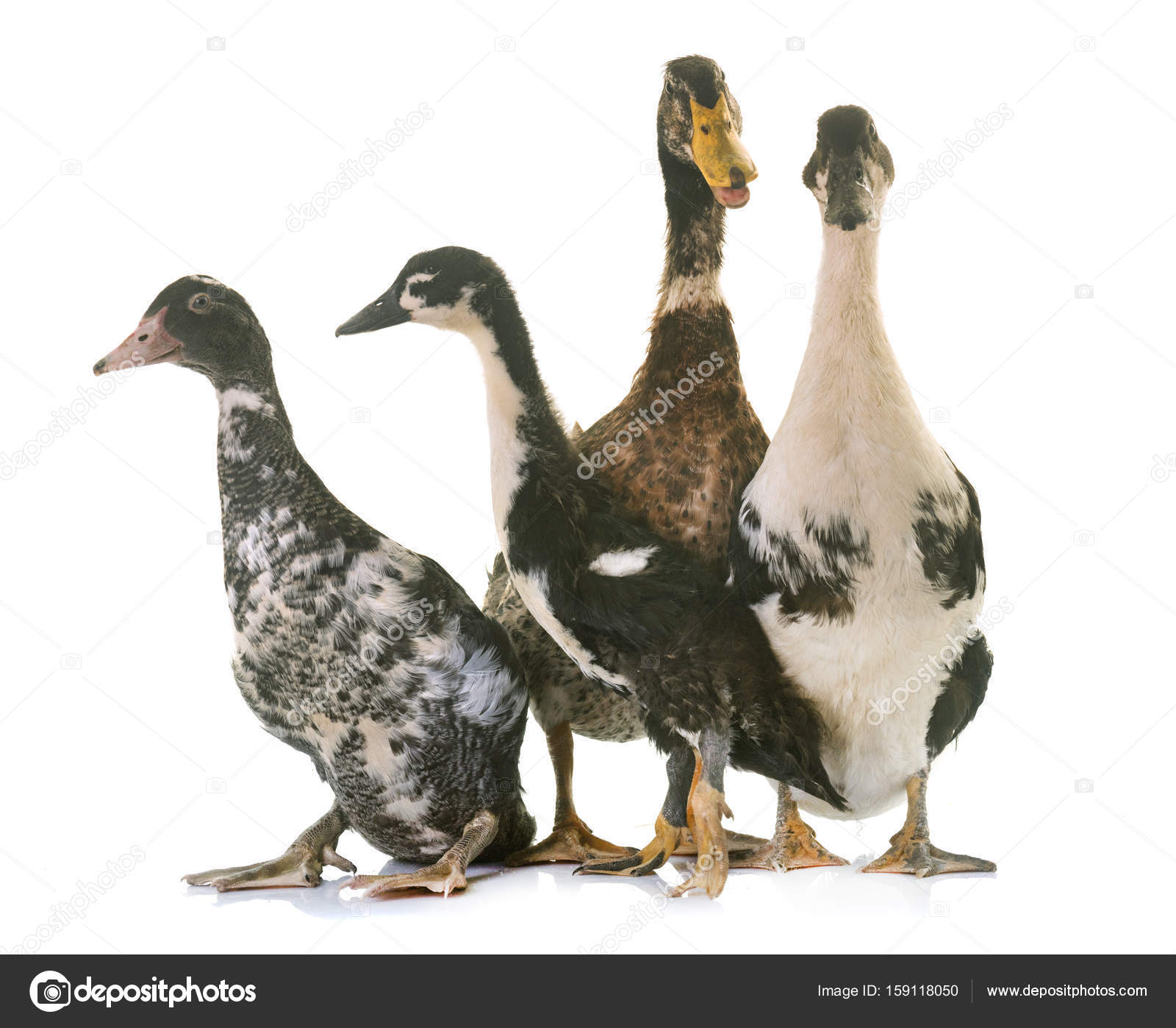 group of ducks — Stock Photo © cynoclub #159118050