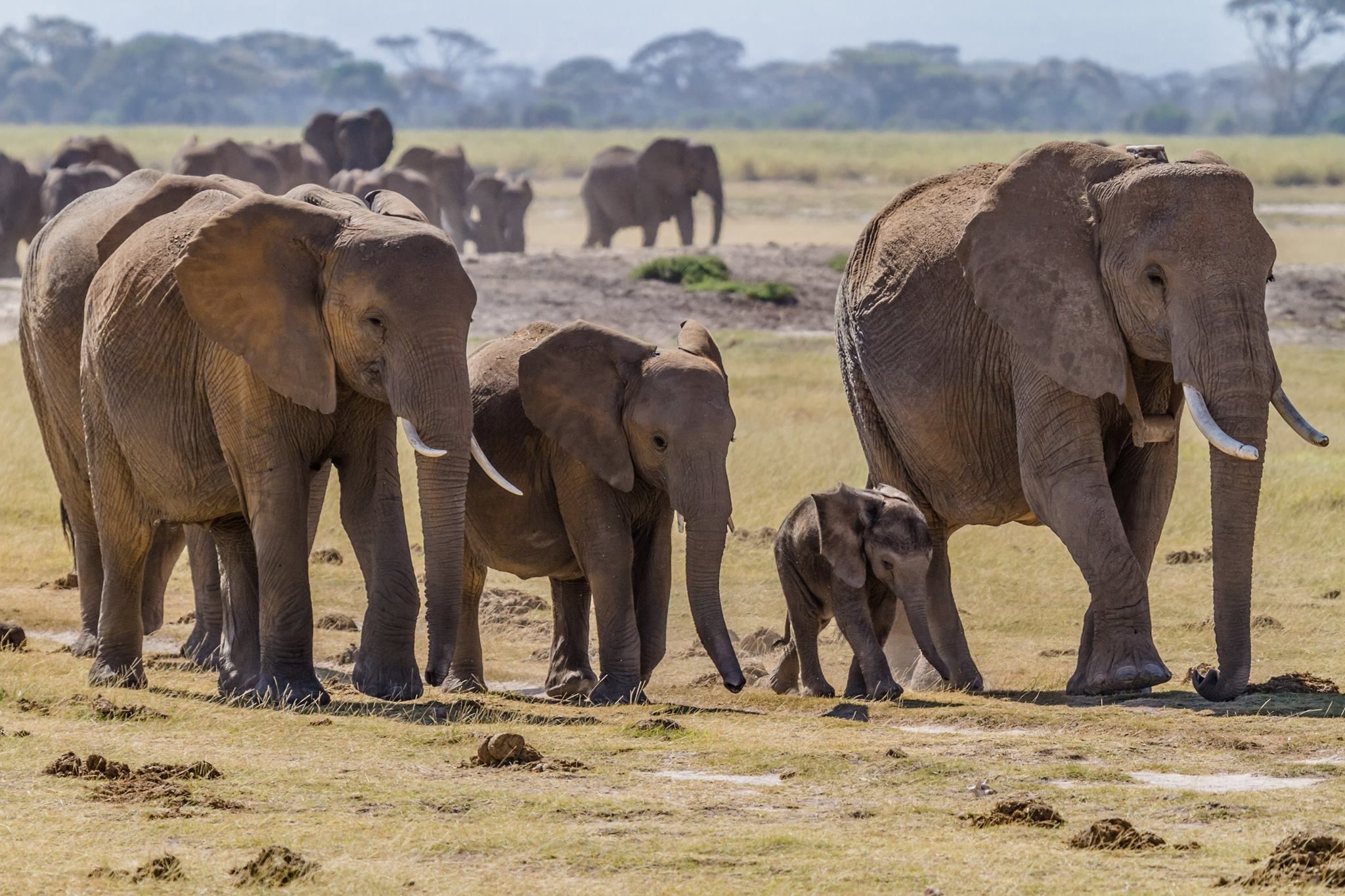 Elephant Fact: A group of elephants is called a 
