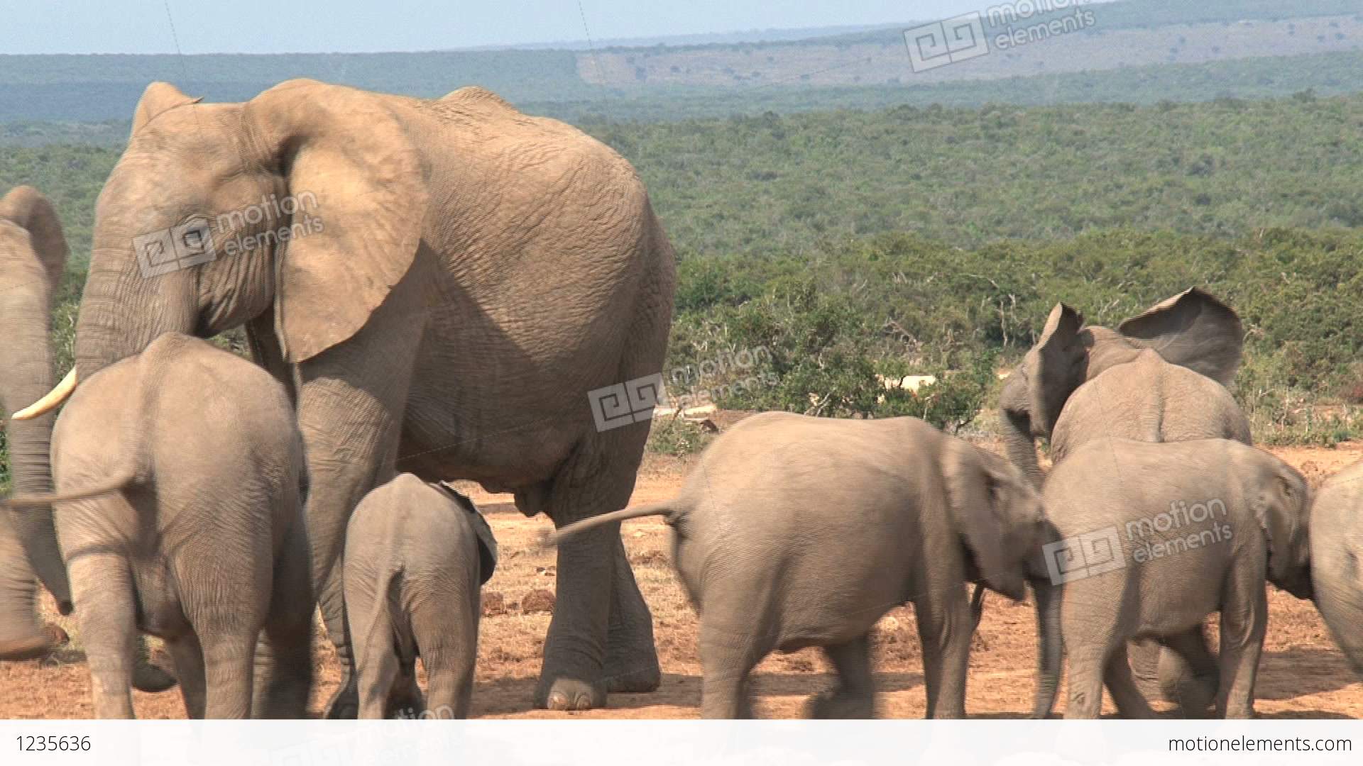 Group Little Elephants Stock video footage | 1235636