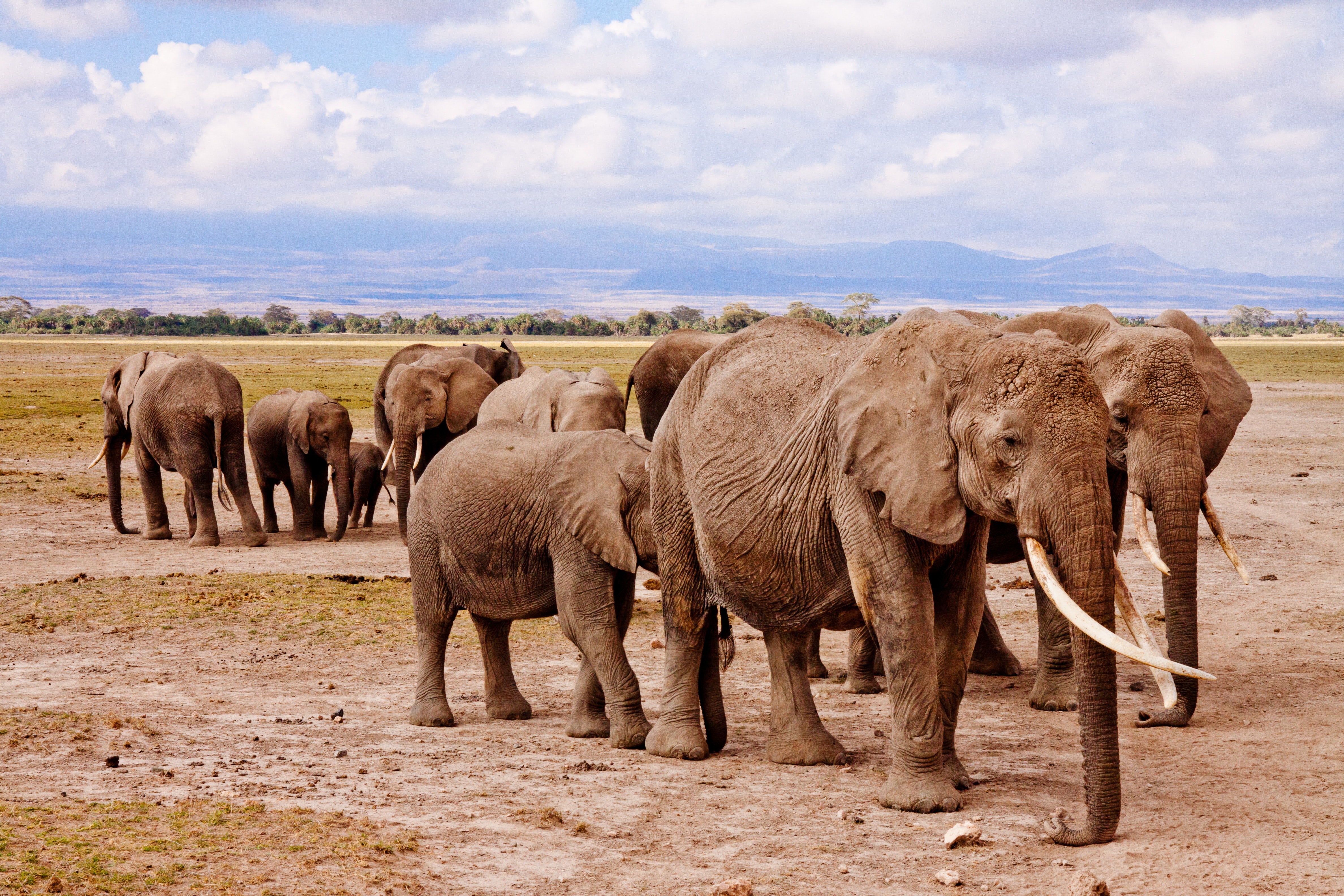 Group of Elephants on Walking on Brown Road during Daytime, Animal photography, Animals, Clouds, Elephants, HQ Photo