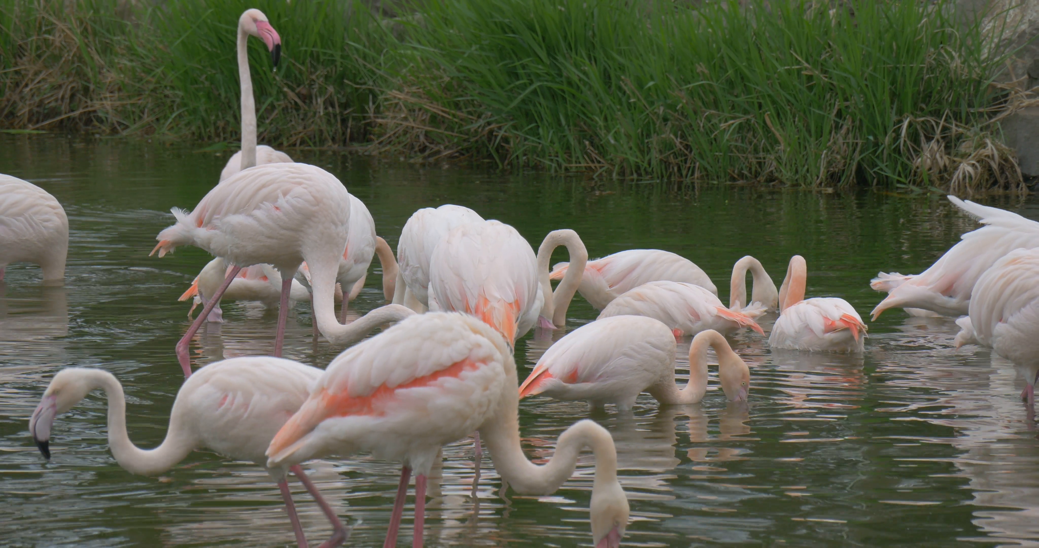 Group of Flamingos Resting in a Small Pond With Green Grass Stock ...