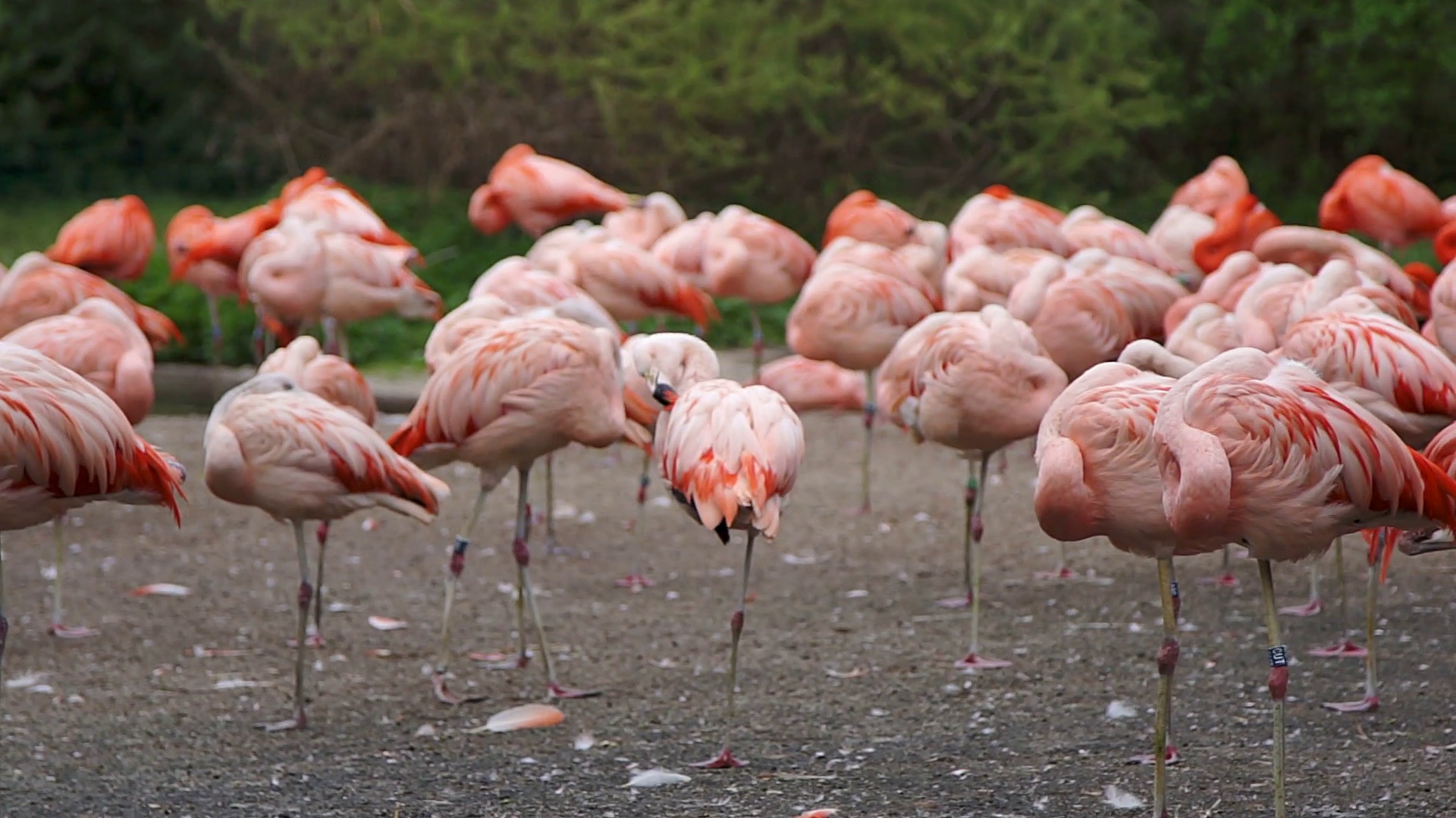Group of pink flamingos sleep standing up, HD 1080p Stock Video ...