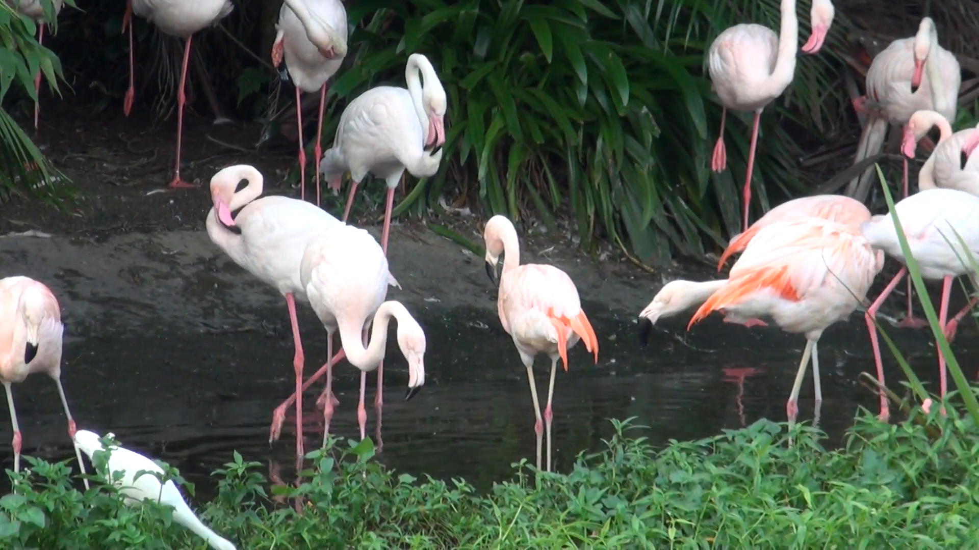 Group of Flamingos in Taipei Zoo, Taiwan Stock Video Footage ...