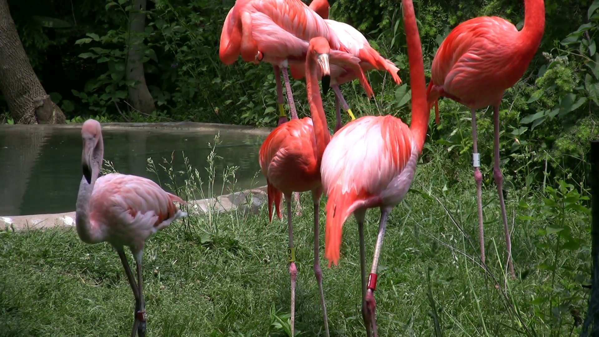 Group of Flamingos standing in Grass Stock Video Footage - VideoBlocks