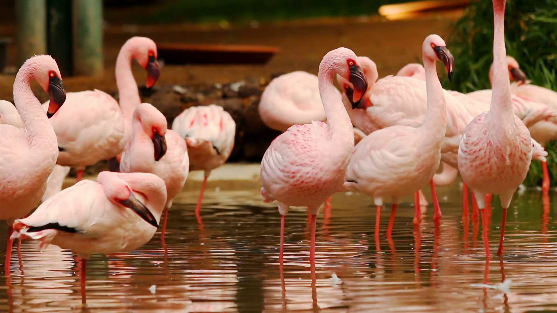 Group of flamingos standing in water basin preening themselfs Stock ...
