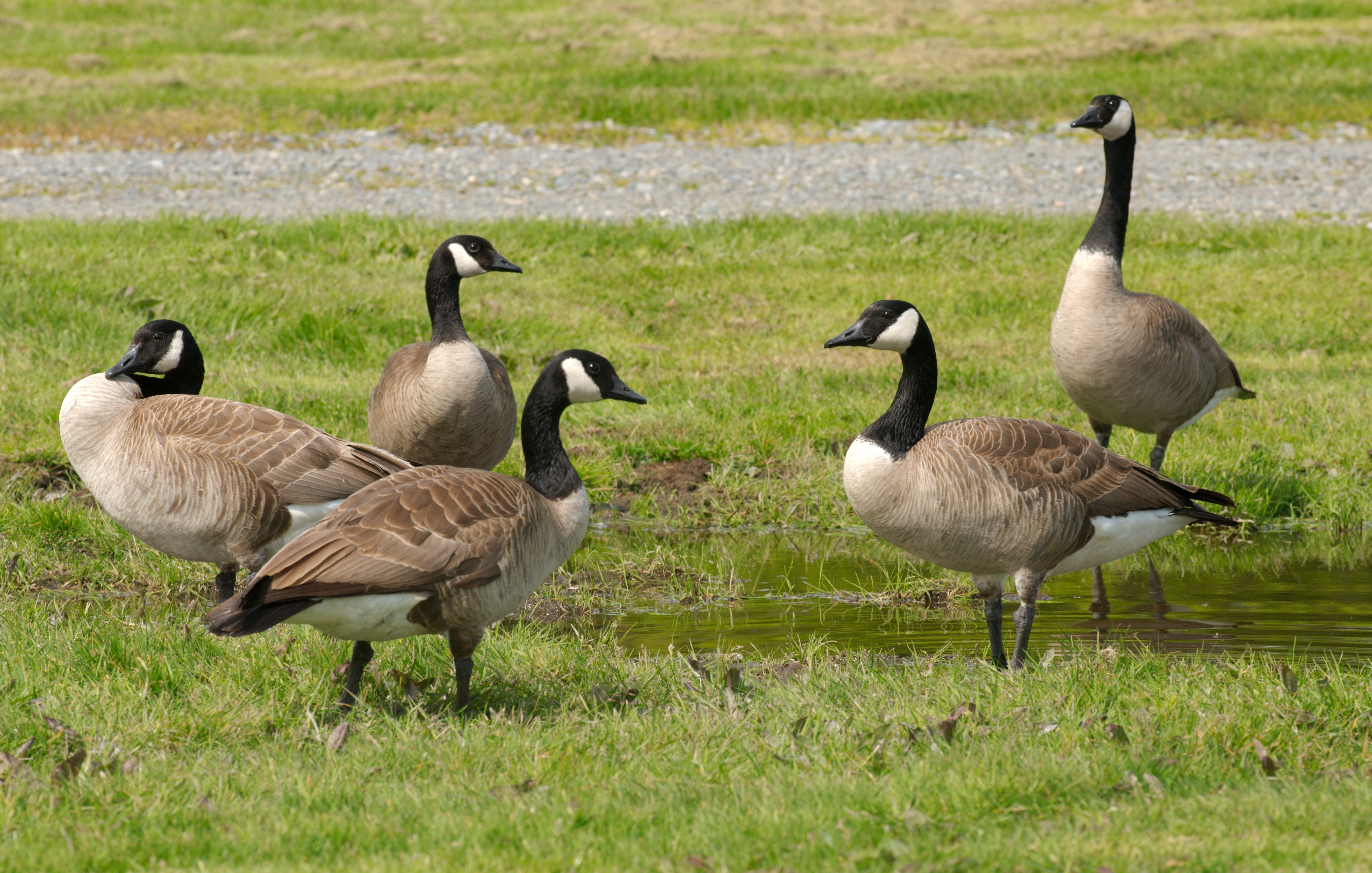 Group of geese photo