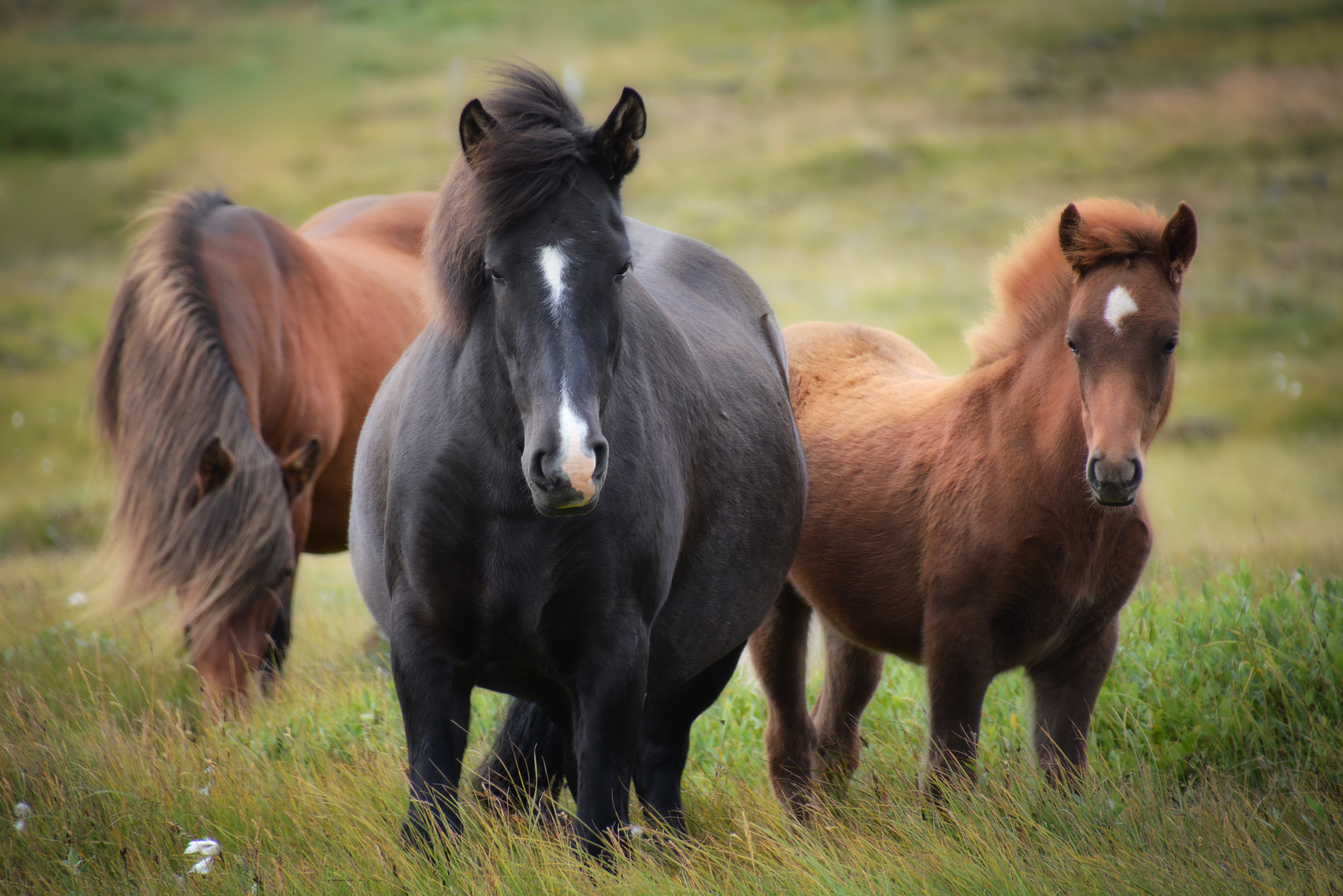 Group of horses photo