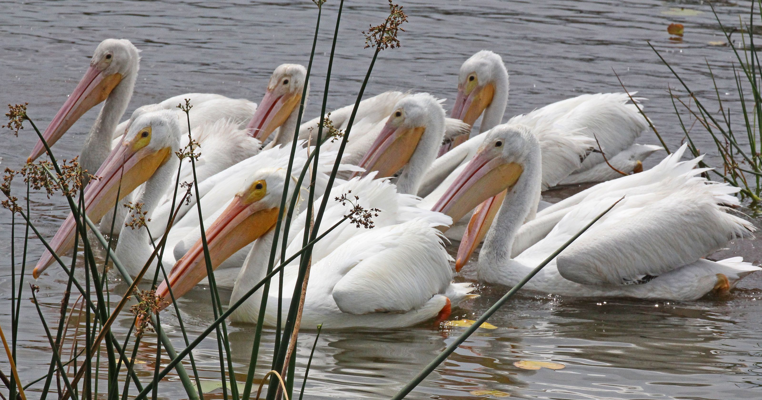White pelicans give photographer a surprise