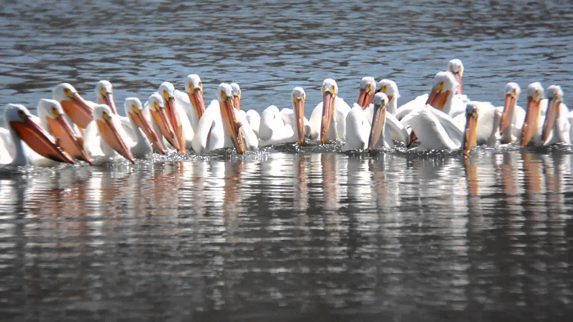 American White Pelican Pelican feeding group at Swan Lake State Park ...
