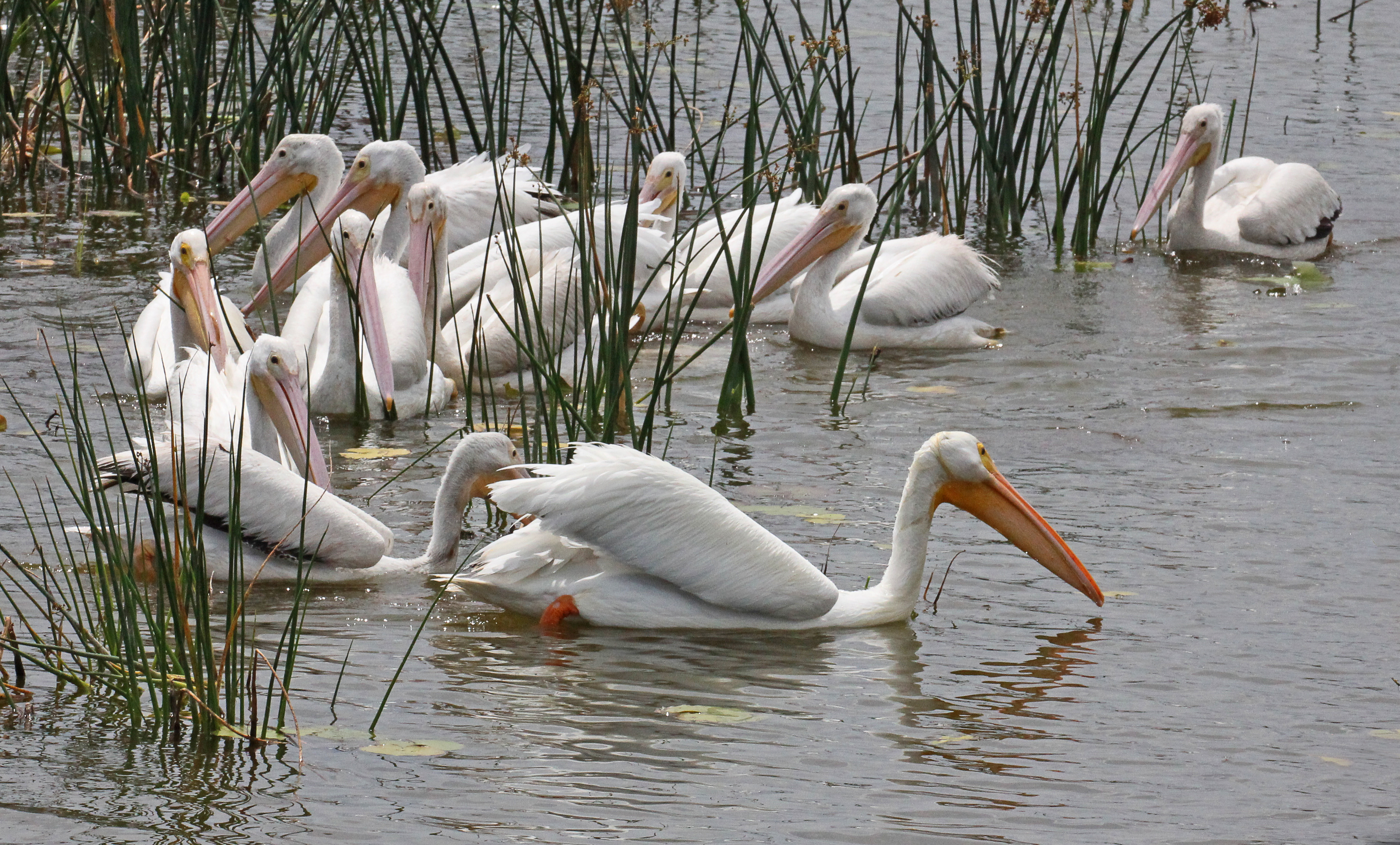 White Pelicans – Inland Surprise | Tallahassee.com Community Blogs