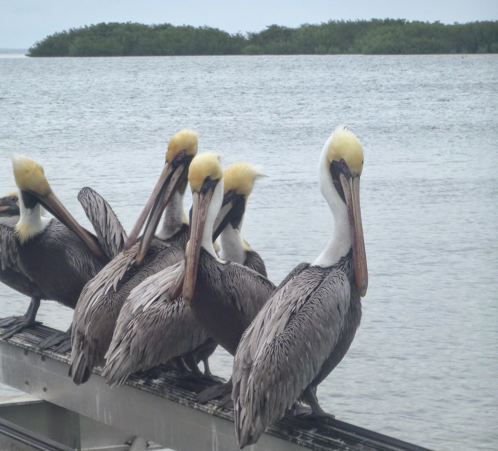 Meandering Joy: The Pelican Squadron