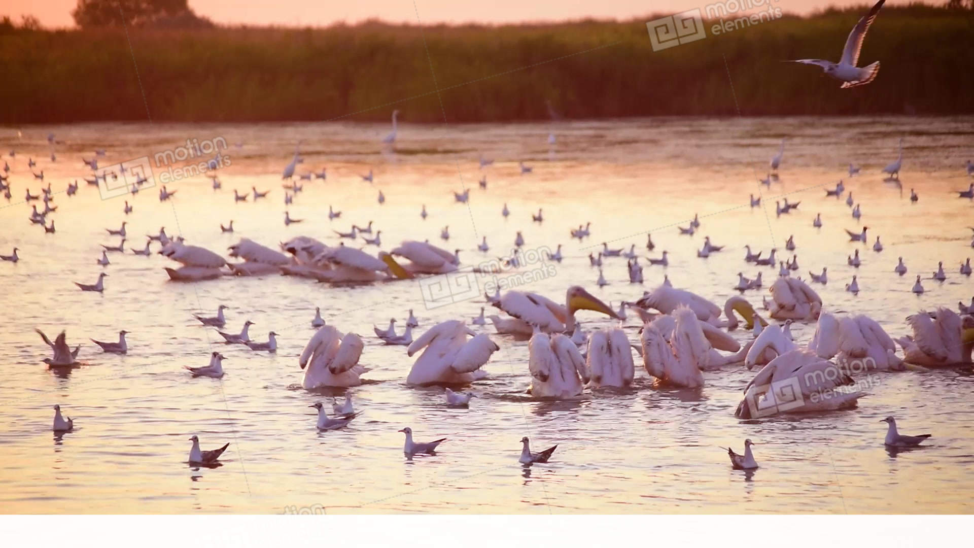 Group Of Pelicans Fishing And Hunting Together In Water At Dawn ...