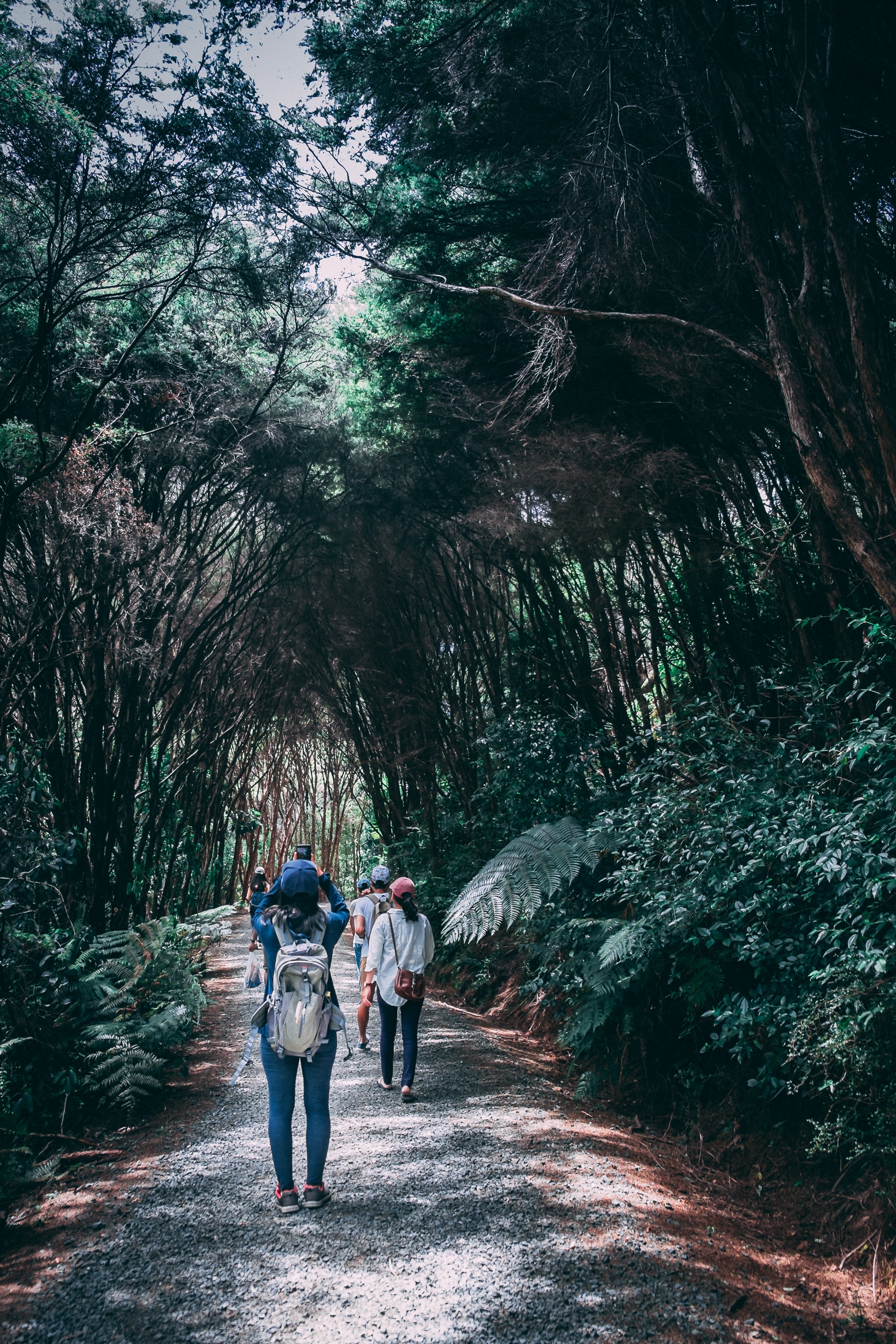 Group of people walking in forest photo