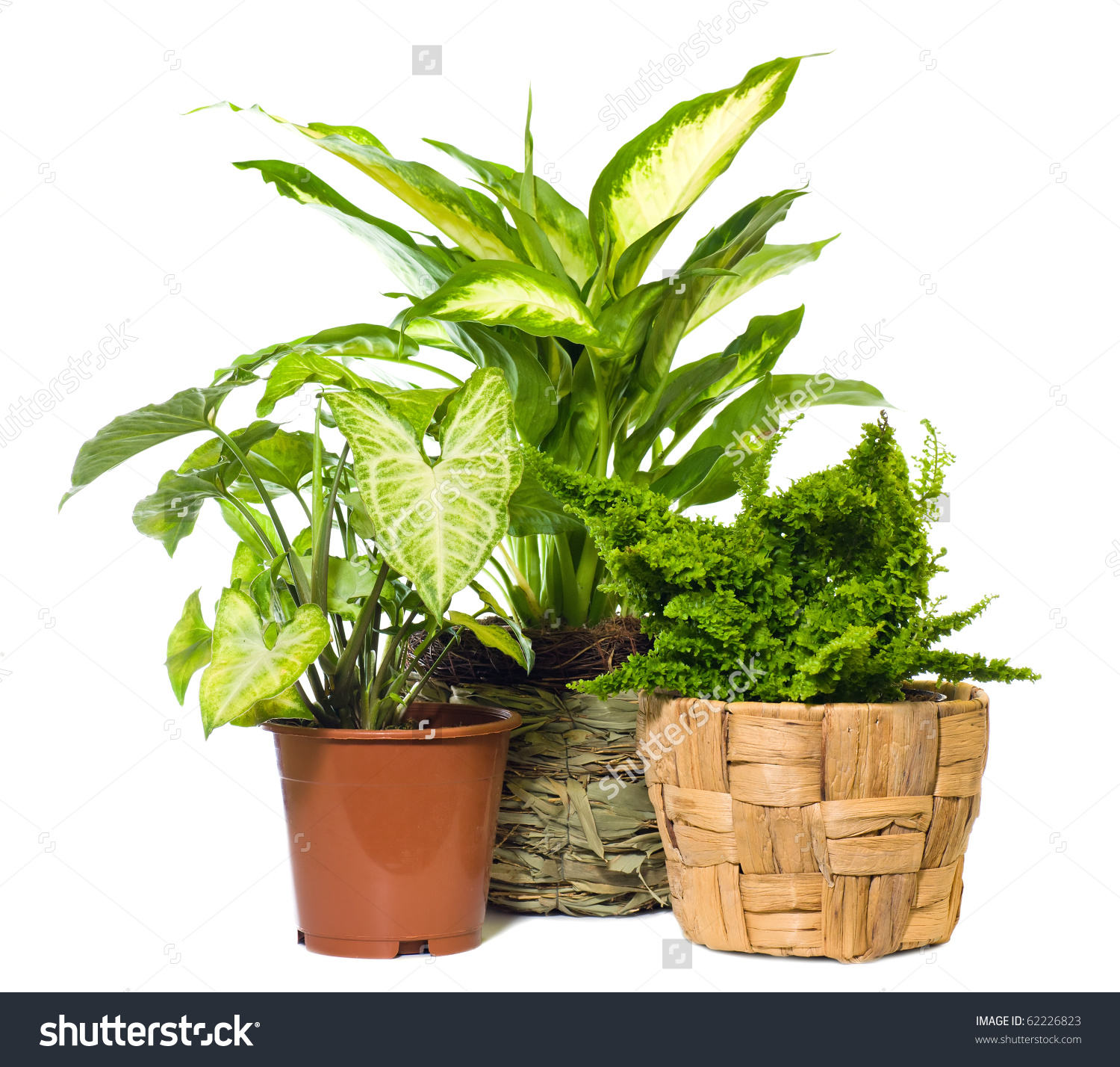 Window Plants Stock Photos Images Pictures Shutterstock Group Of ...