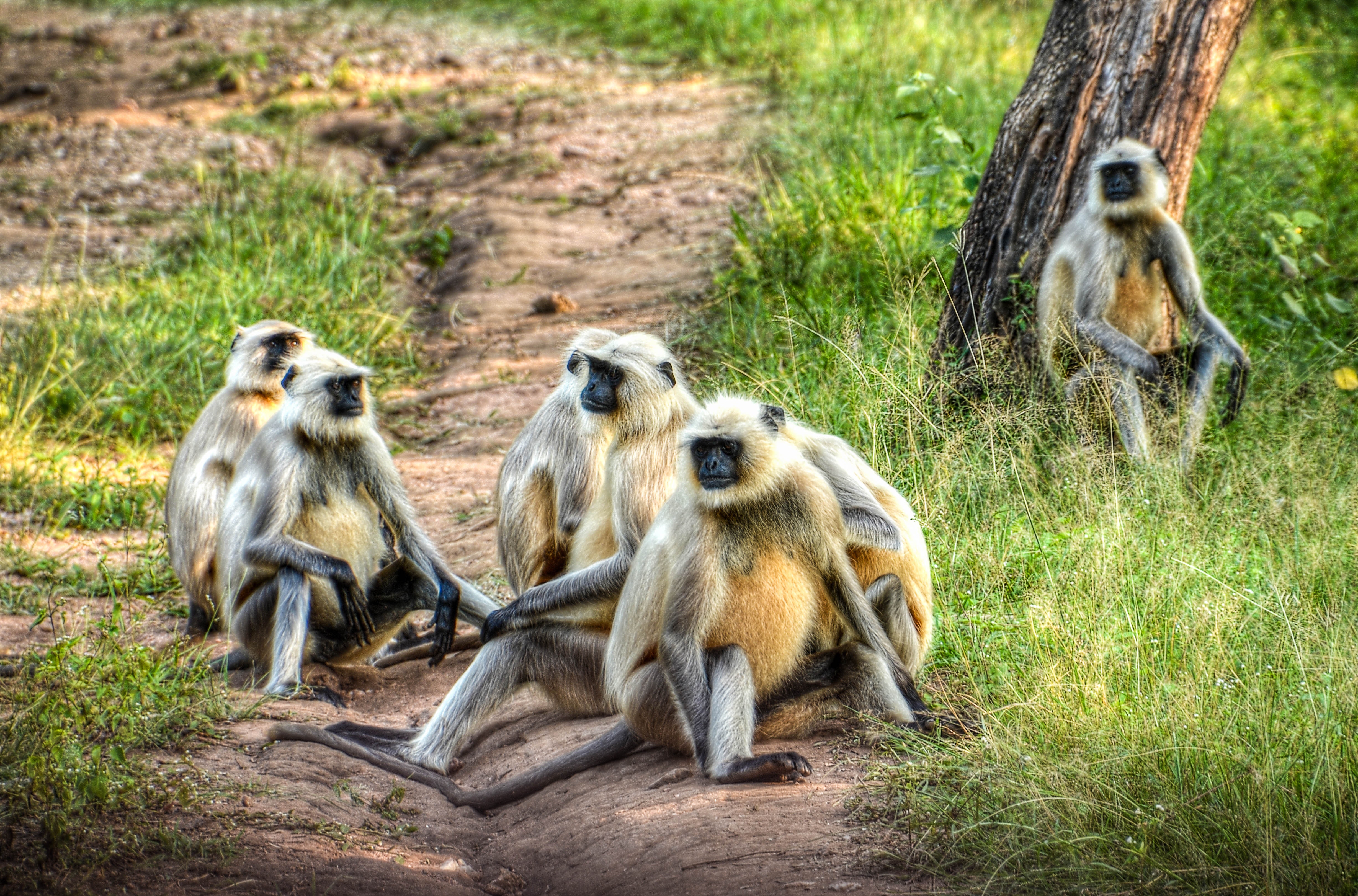 Group of primates on ground photo