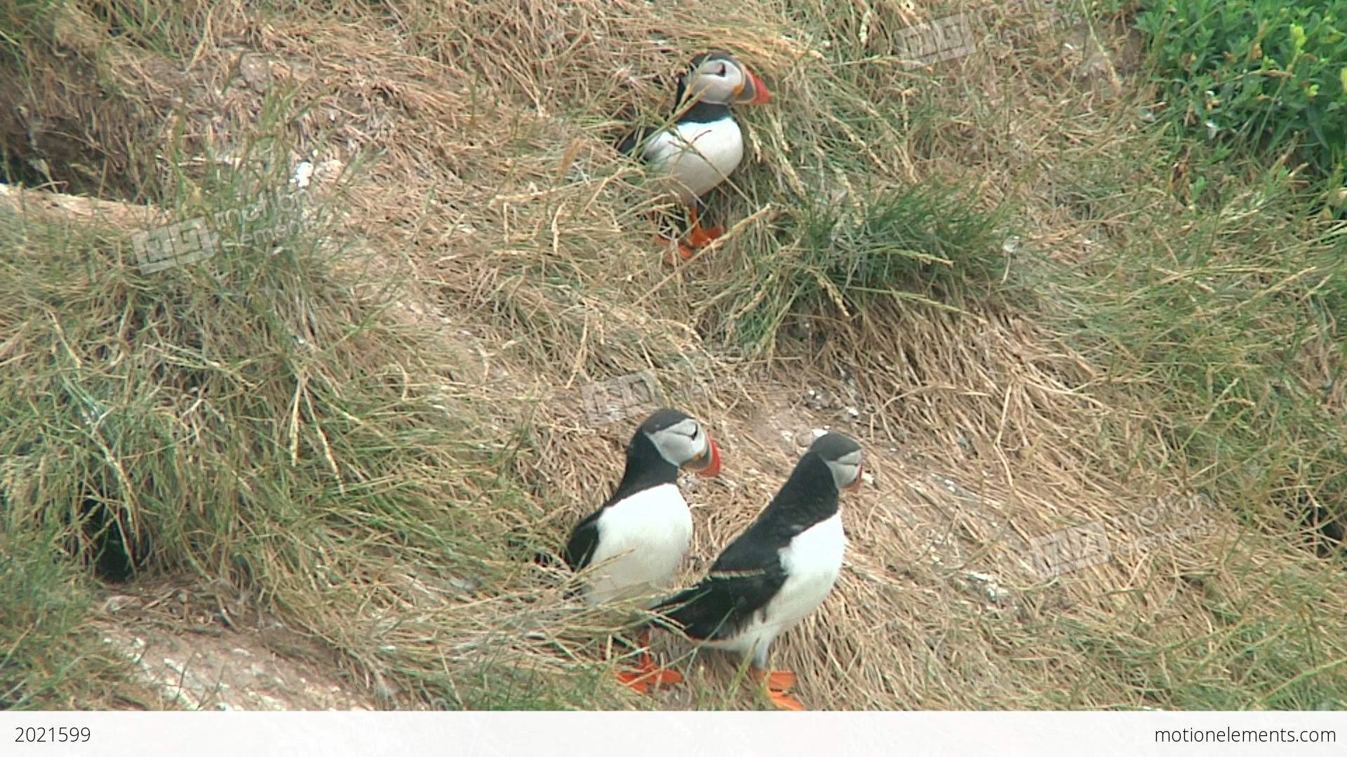 Group Of Puffins Stock video footage | 2021599