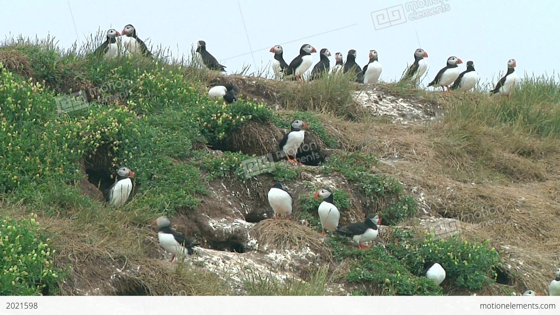 Group Of Puffins Stock video footage | 2021598