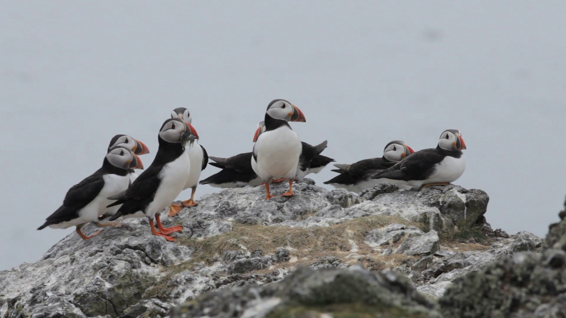 Group of Puffins on the Isle of May, Scotland. Stock Video Footage ...