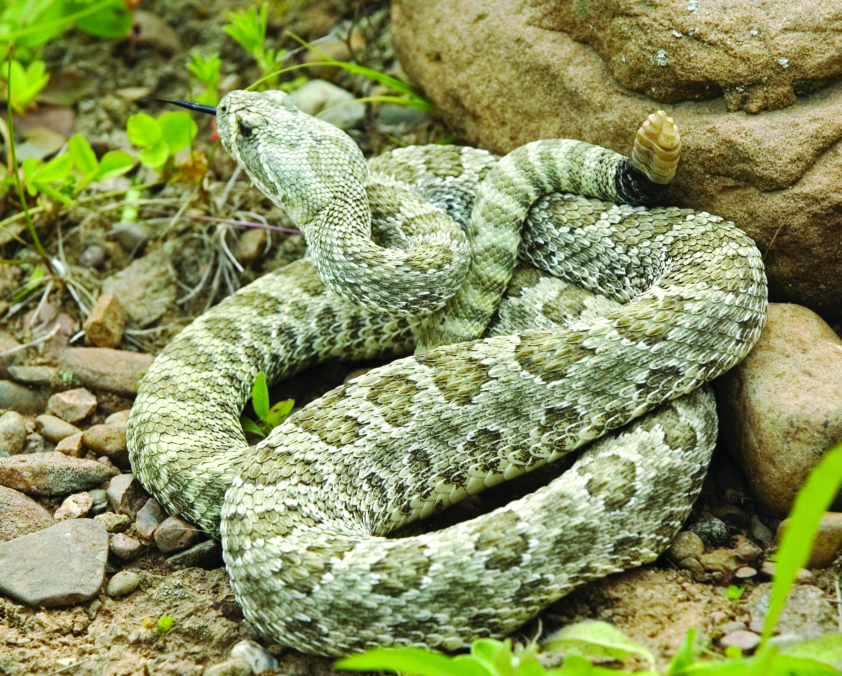 Group of rattlesnakes photo