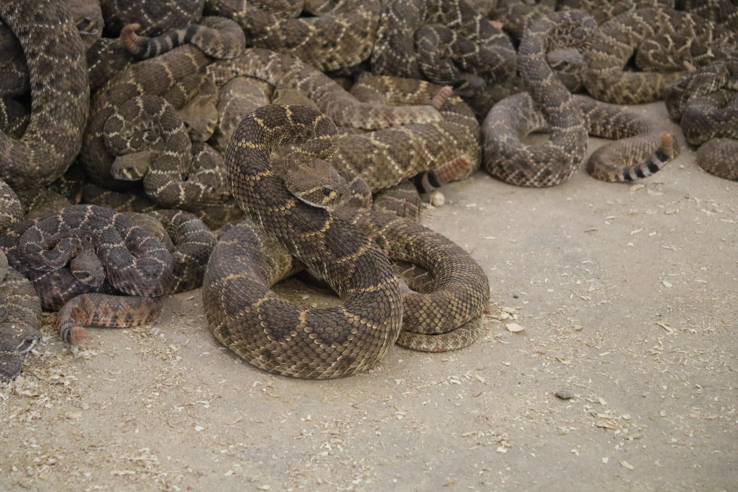 Poisonous Prey: Hunters Target Rattlesnakes In Oklahoma Hills | KGOU